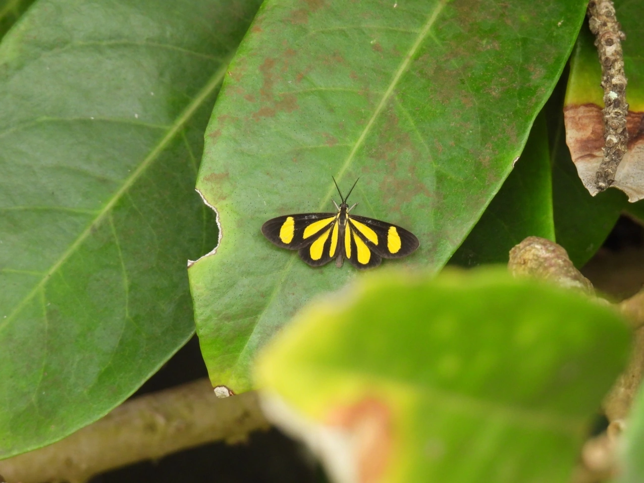 Cyllopoda claudicula, insetos, fotografado em Maresias, São Sebastião