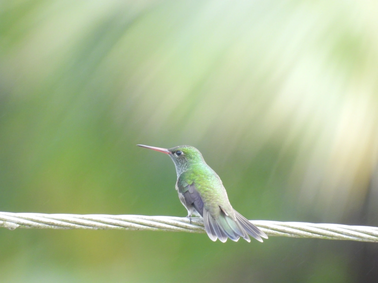 Beija-flor-de-garganta-verde (Chionomesa fimbriata), aves, fotografado em Maresias, São Sebastião