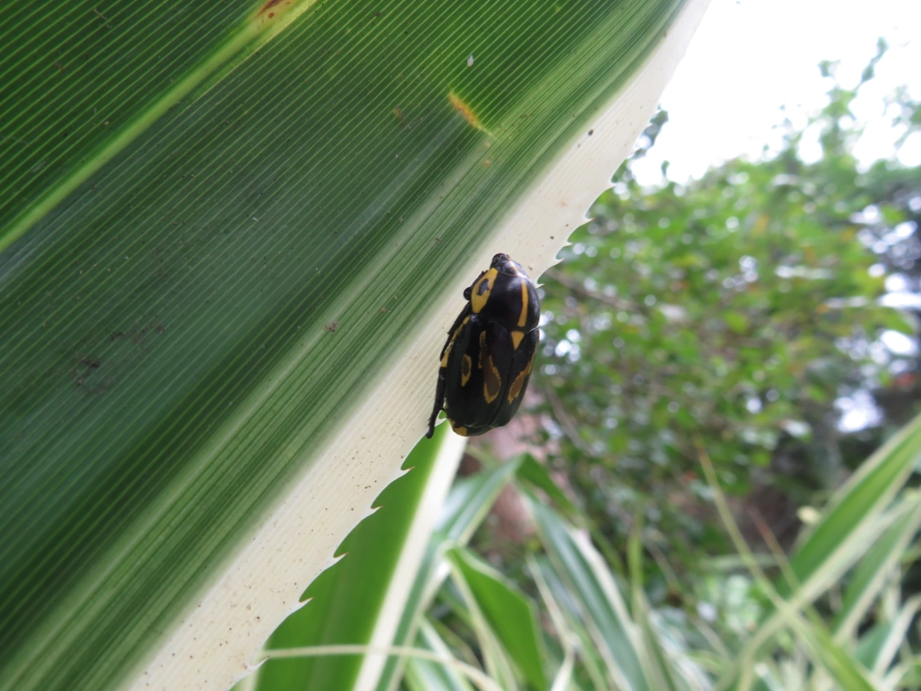 Besouro-da-Roseira (Rutela lineola), insetos, fotografado em Maresias, São Sebastião