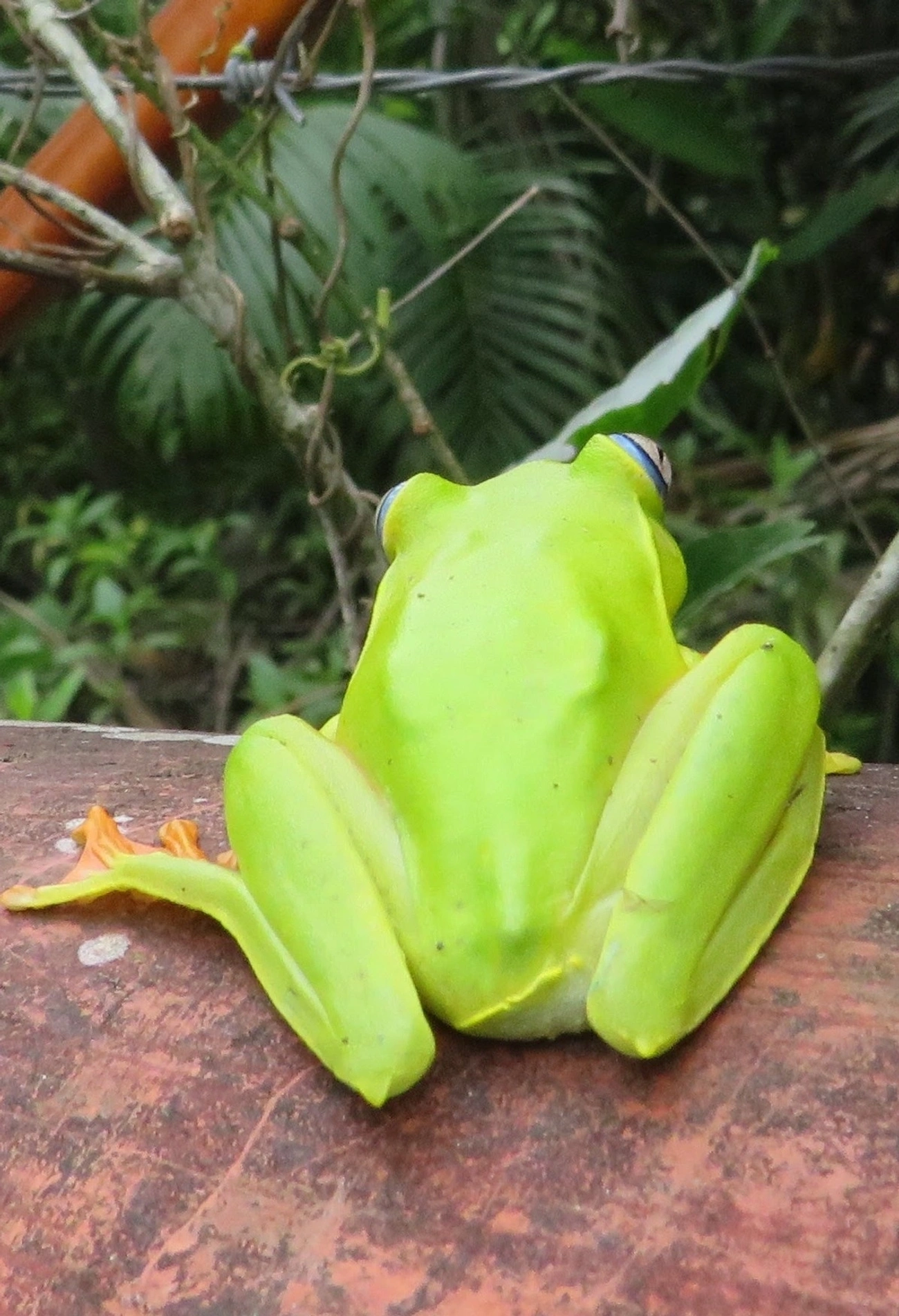 Perereca-araponga (Boana albomarginata), anfíbios, fotografado em Maresias, São Sebastião