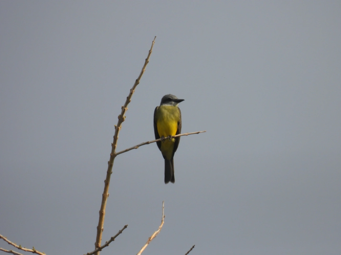 Suiriri (Tyrannus melancholicus), aves, fotografado em Maresias, São Sebastião