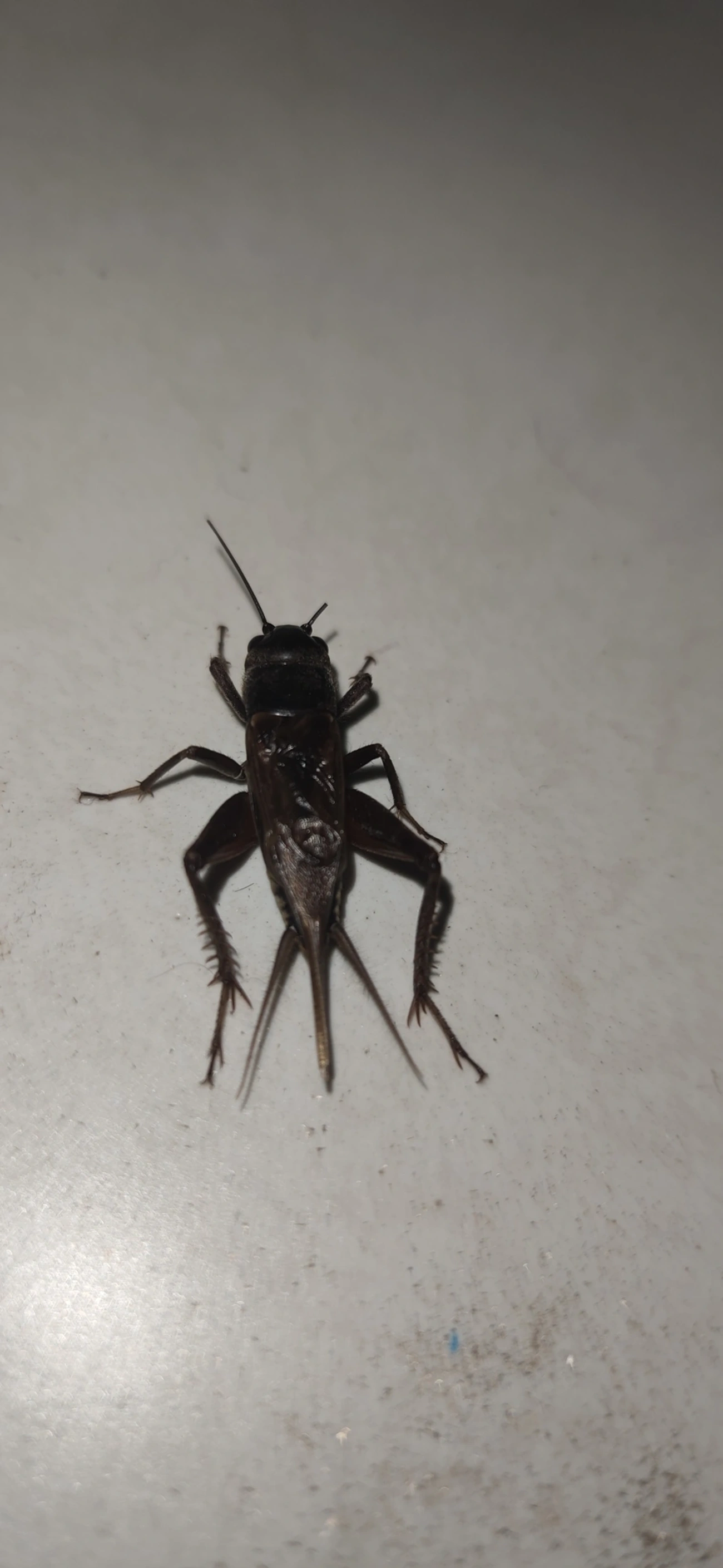 Gryllini, insetos, fotografado em Maresias, São Sebastião