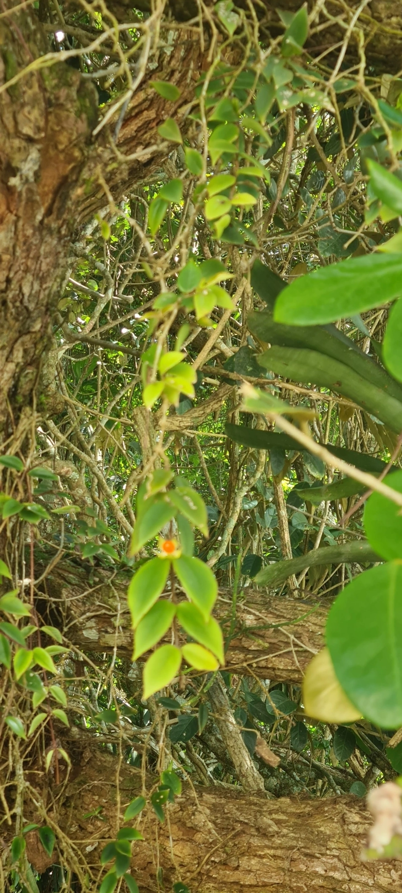 Codonanthe gracilis, plantas, fotografado em Maresias, São Sebastião
