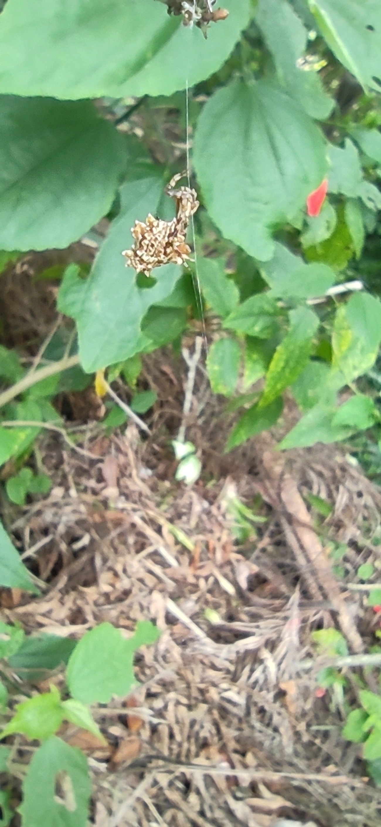 Micrathena horrida, aracnídeos, fotografado em Maresias, São Sebastião