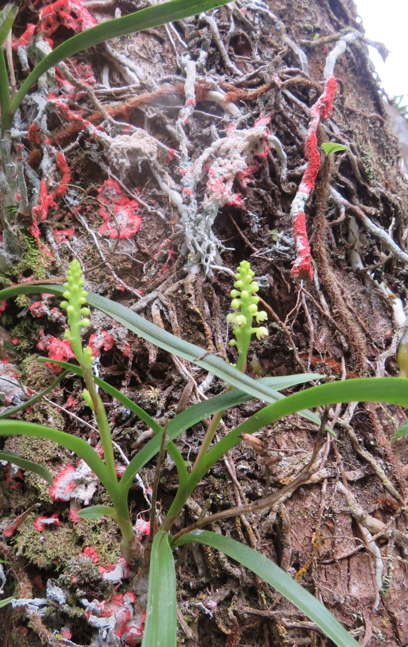 Polystachya, plantas, fotografado em Maresias, São Sebastião