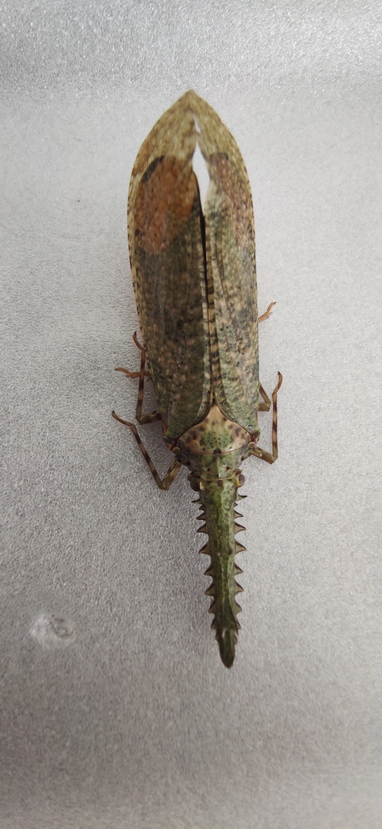 Cigarrão-de-nariz-serrilhado (Cathedra serrata), insetos, fotografado em Maresias, São Sebastião