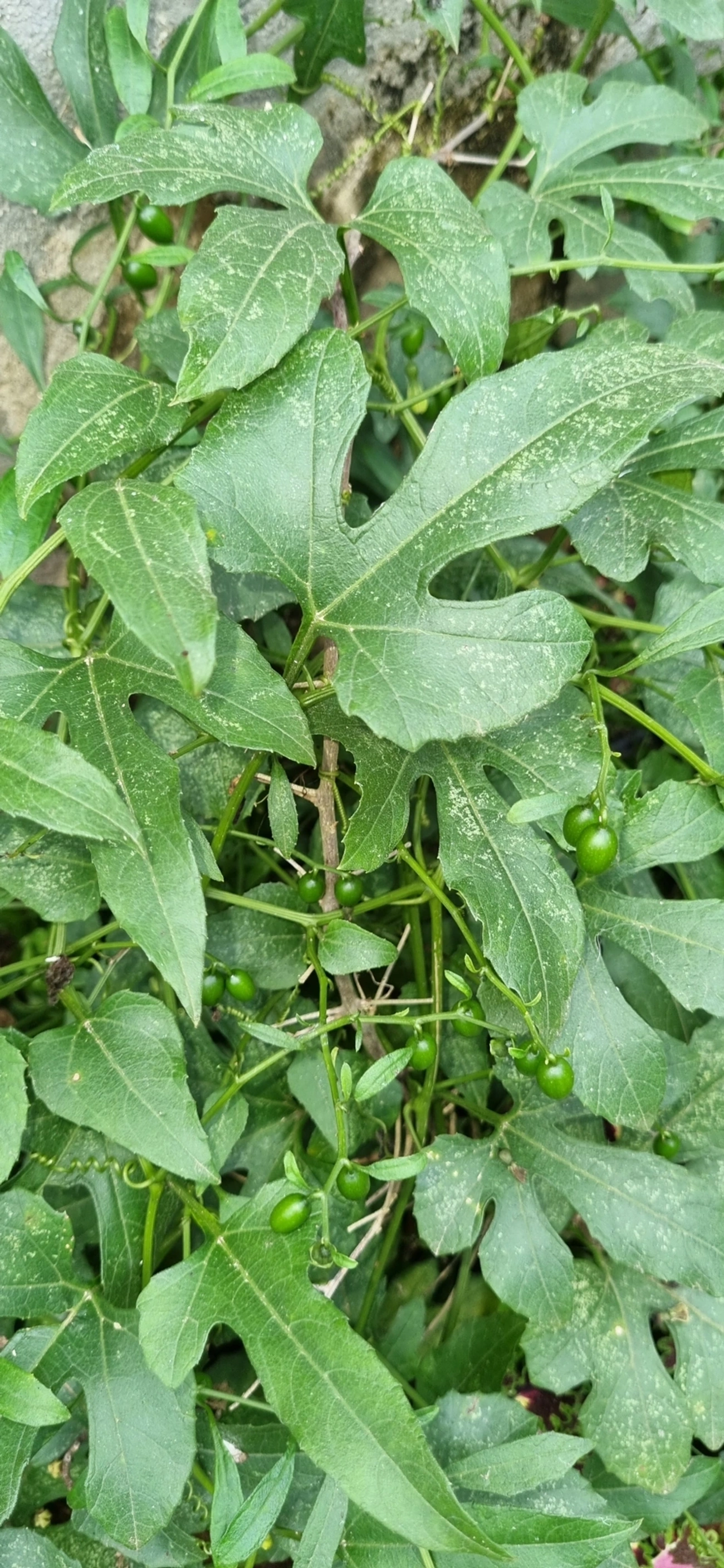 Cayaponia, plantas, fotografado em Maresias, São Sebastião