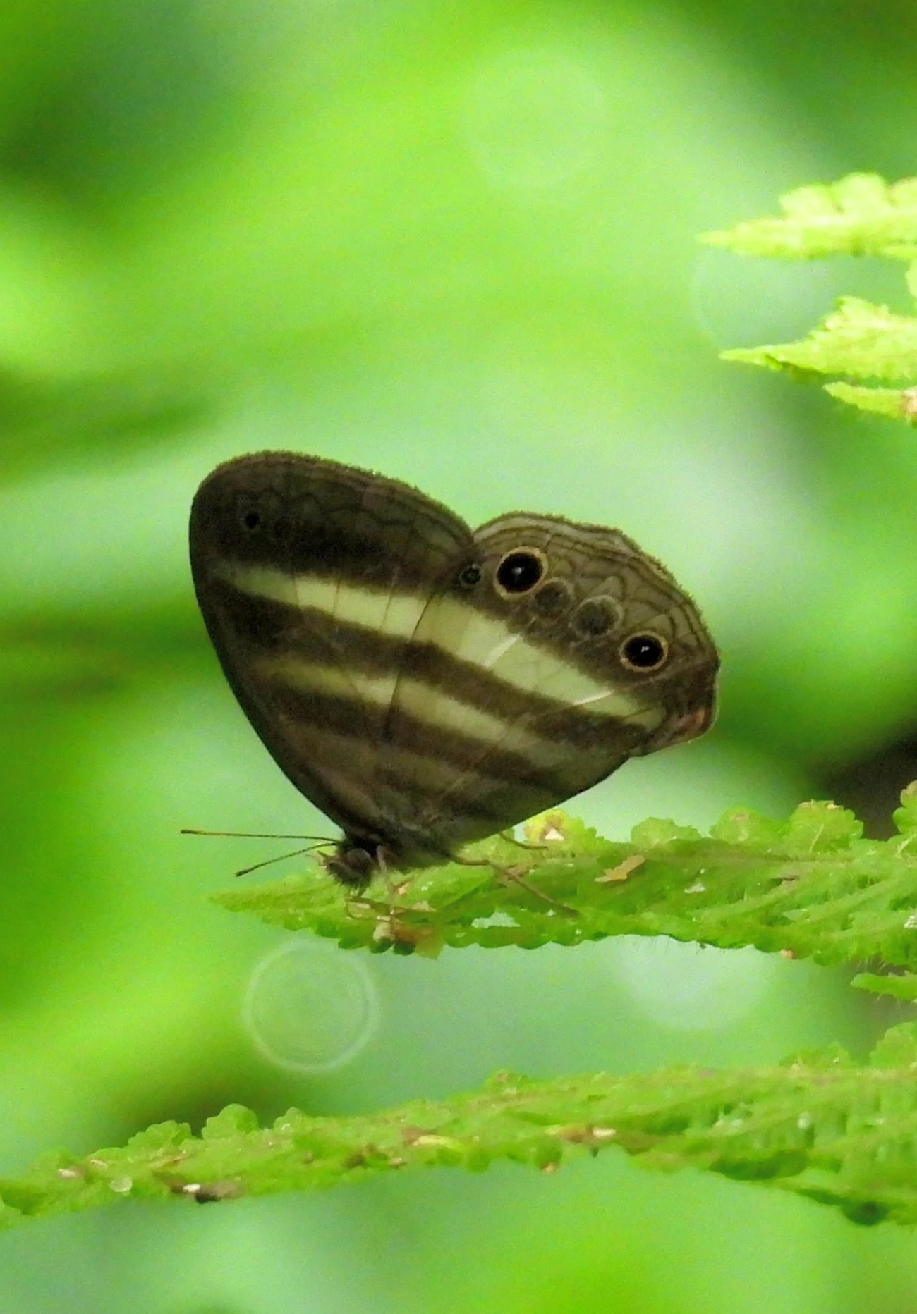Pareuptychia, insetos, fotografado em Maresias, São Sebastião