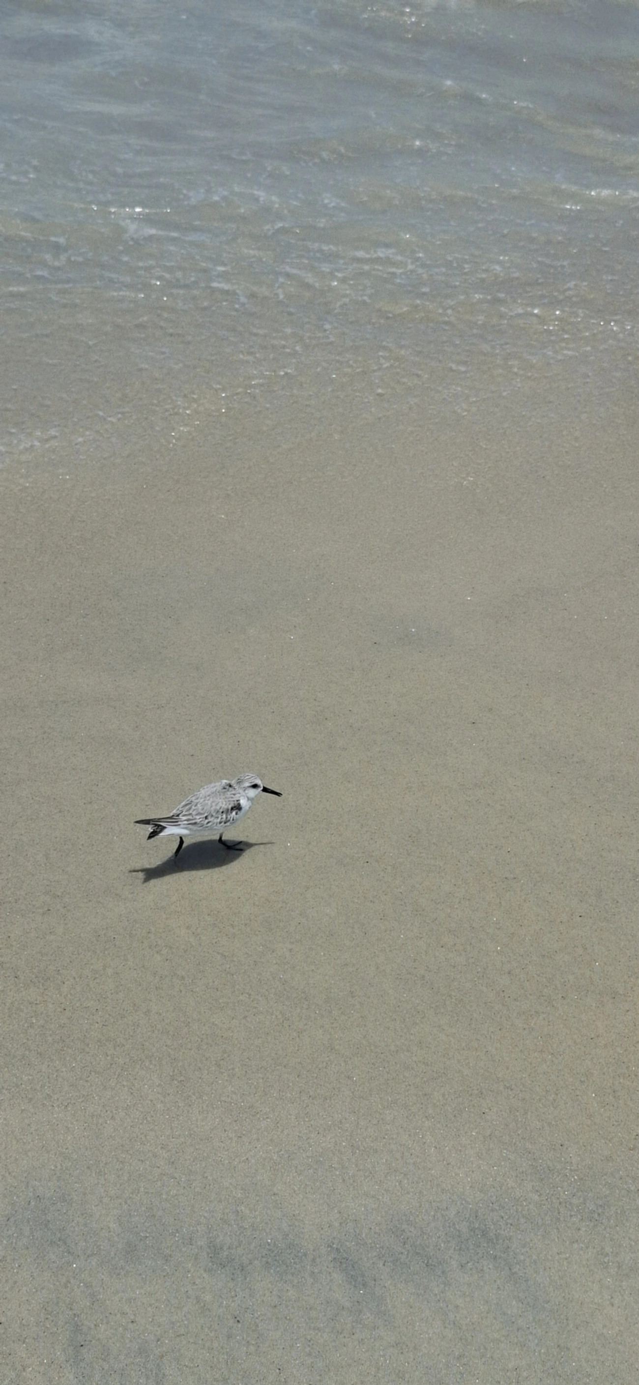 Maçarico-branco (Calidris alba), aves, fotografado em São Sebastião