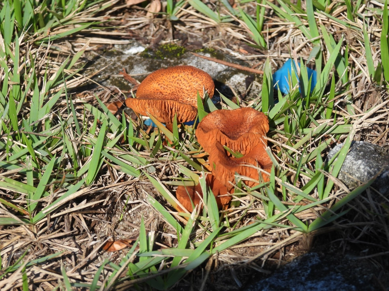 Gymnopilus cyanopalmicola, fungos, fotografado em Maresias, São Sebastião