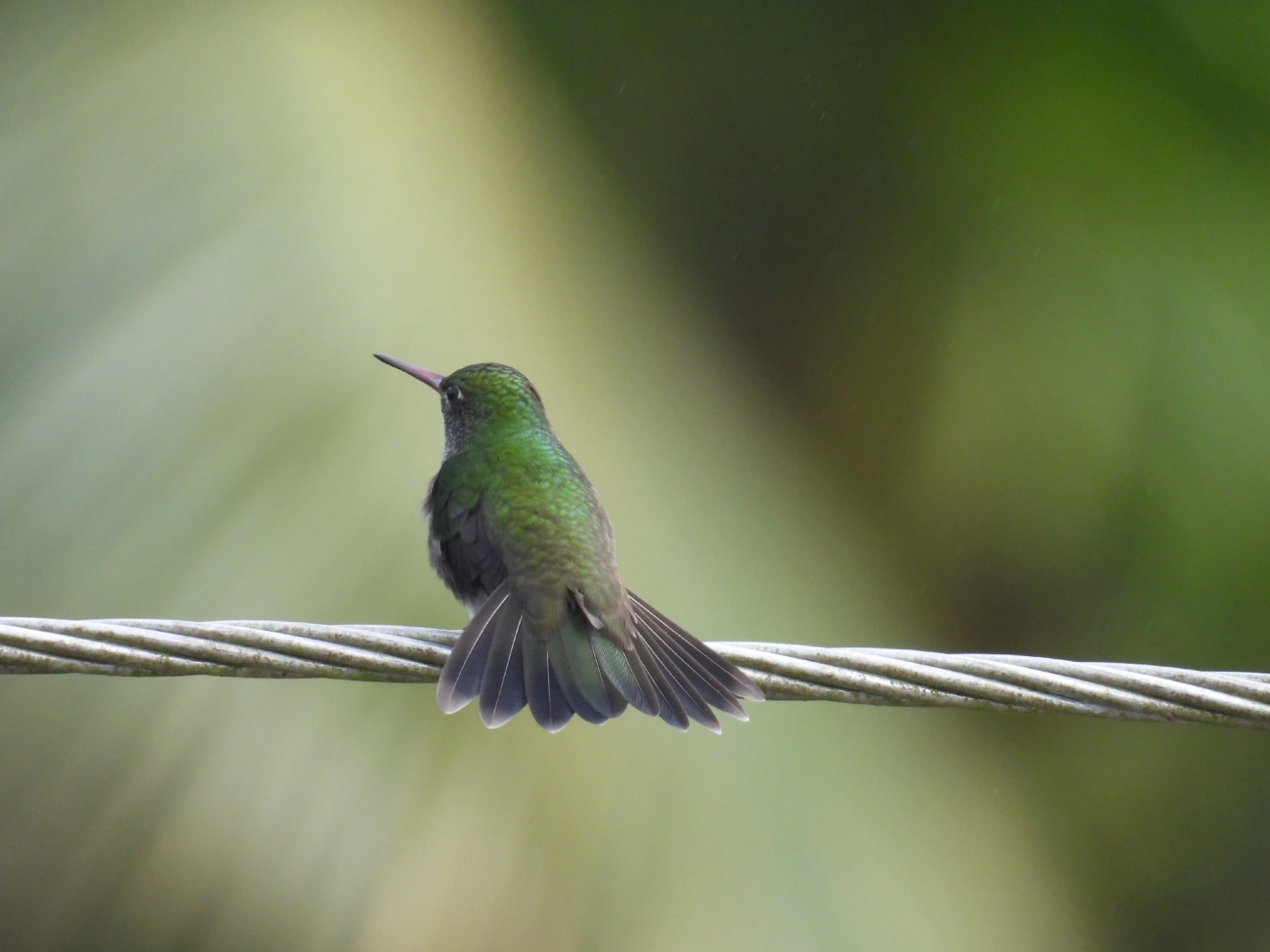 Beija-flor-de-garganta-verde (Chionomesa fimbriata), aves, fotografado em Maresias, São Sebastião