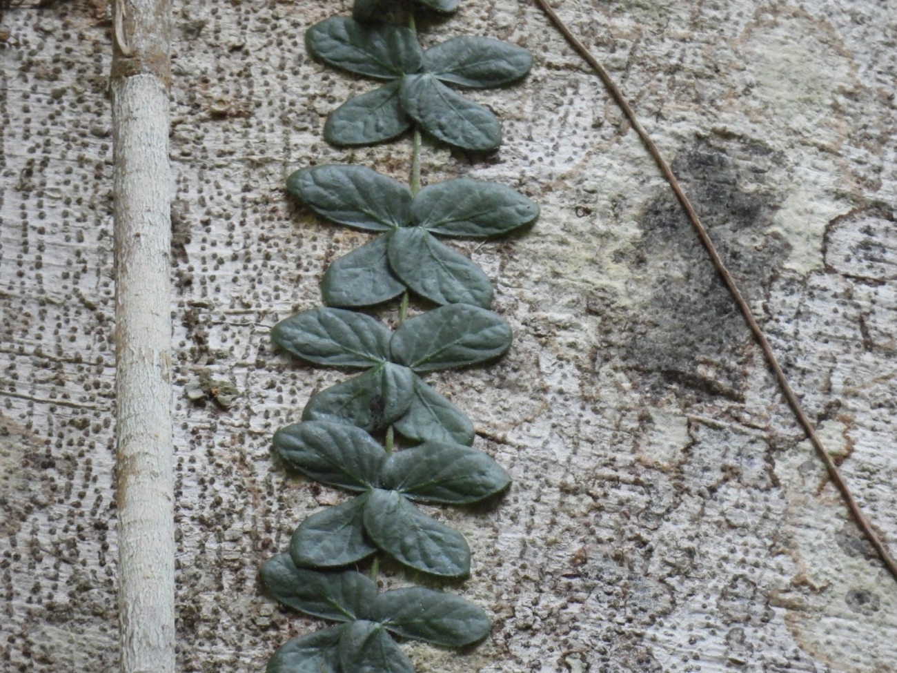 Amphilophium bauhinioides, plantas, fotografado em Paúba, São Sebastião