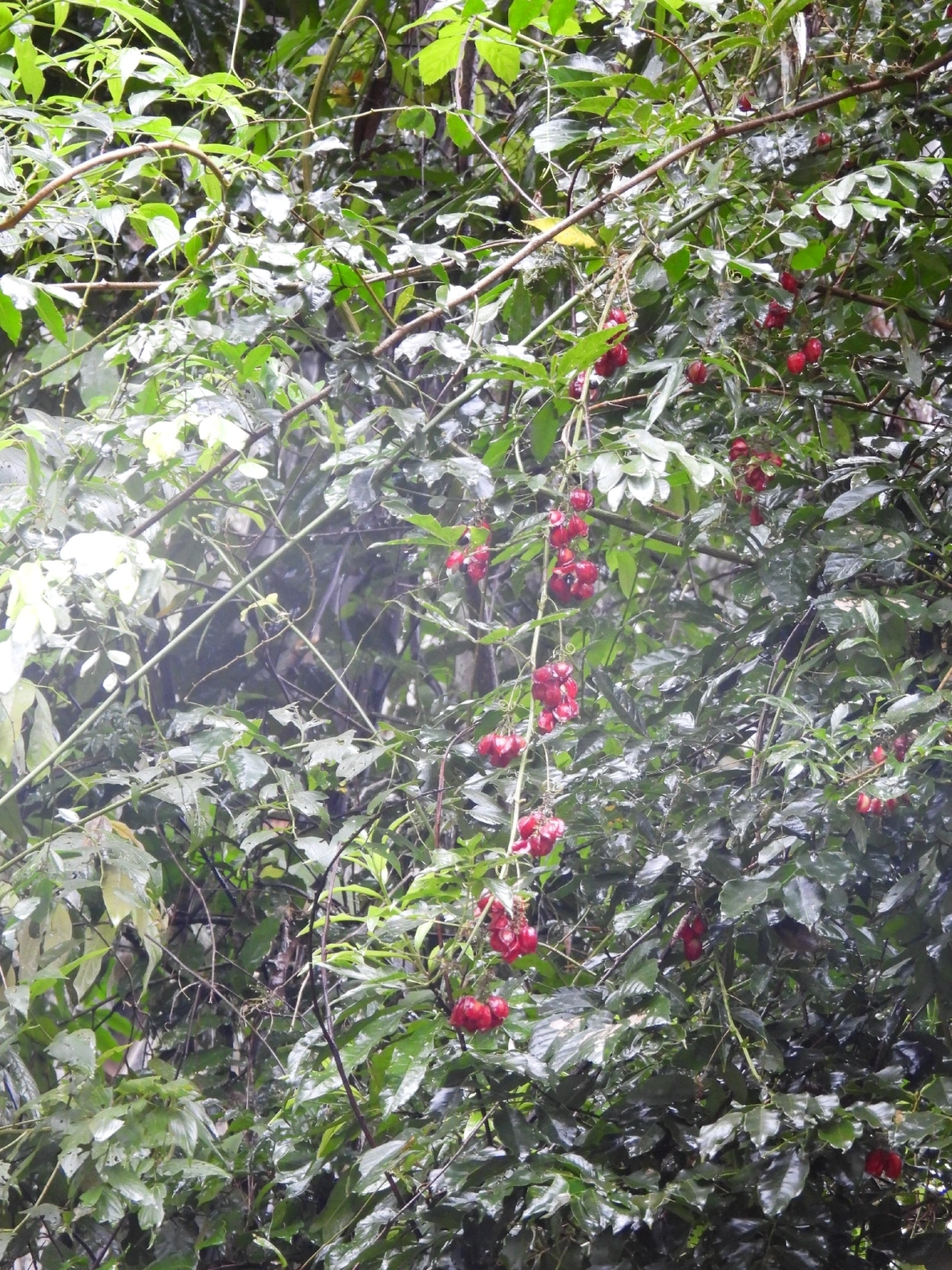 Guaraná triangular (Paullinia meliifolia), plantas, fotografado em Maresias, São Sebastião
