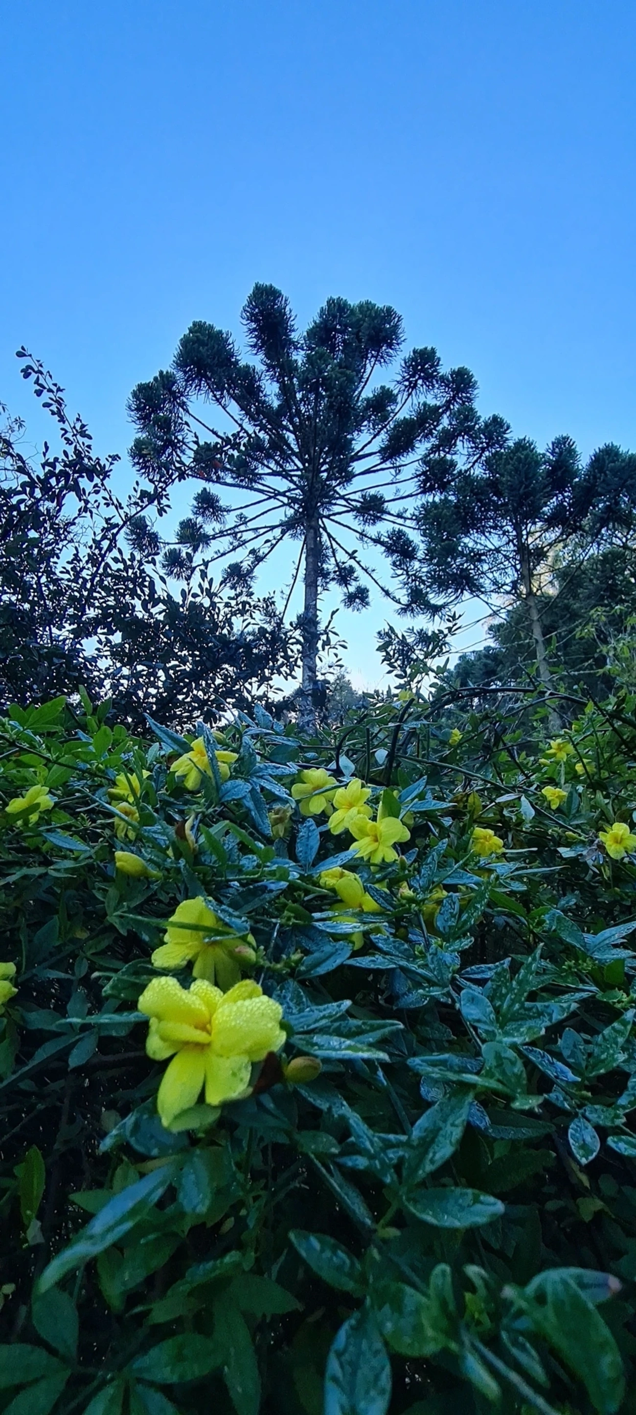 Araucária (Araucaria angustifolia), plantas, fotografado em Campos do Jordão