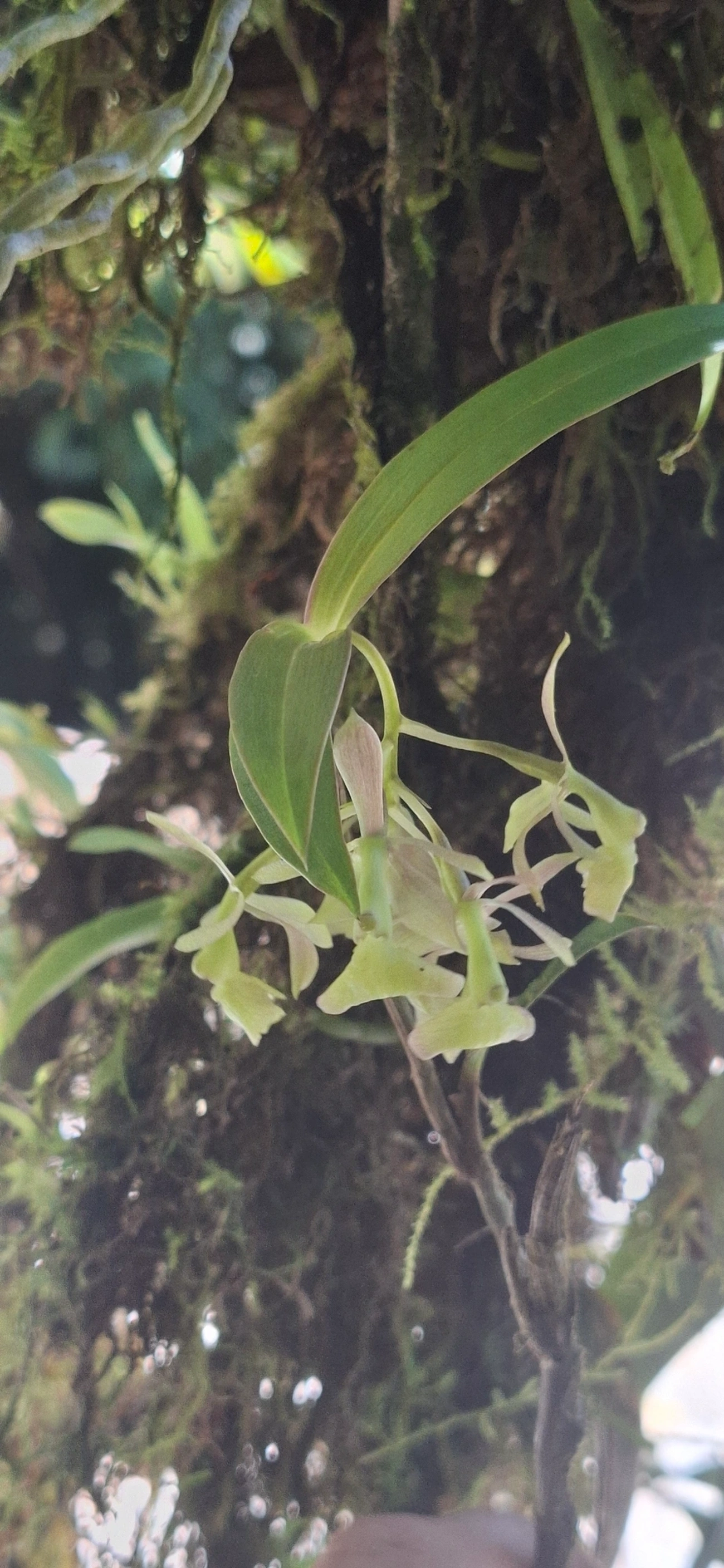 Epidendros (Epidendrum), plantas, fotografado em Queluz