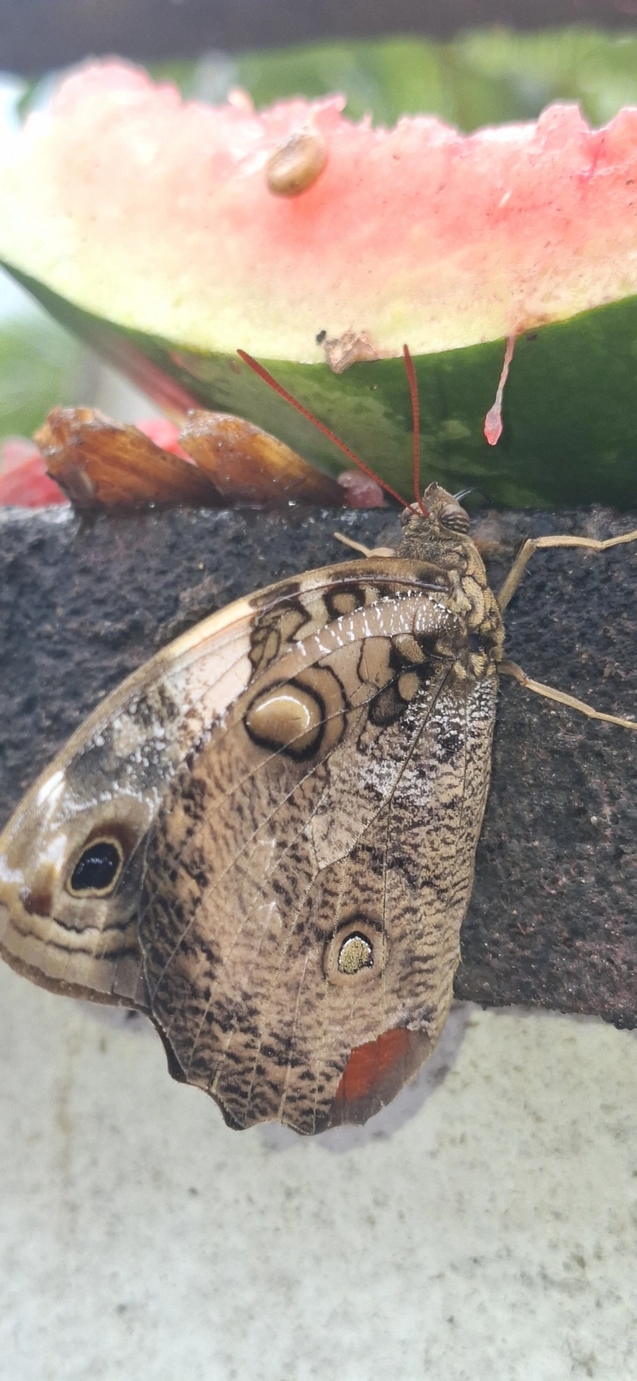 Opsiphanes, insetos, fotografado em Maresias, São Sebastião