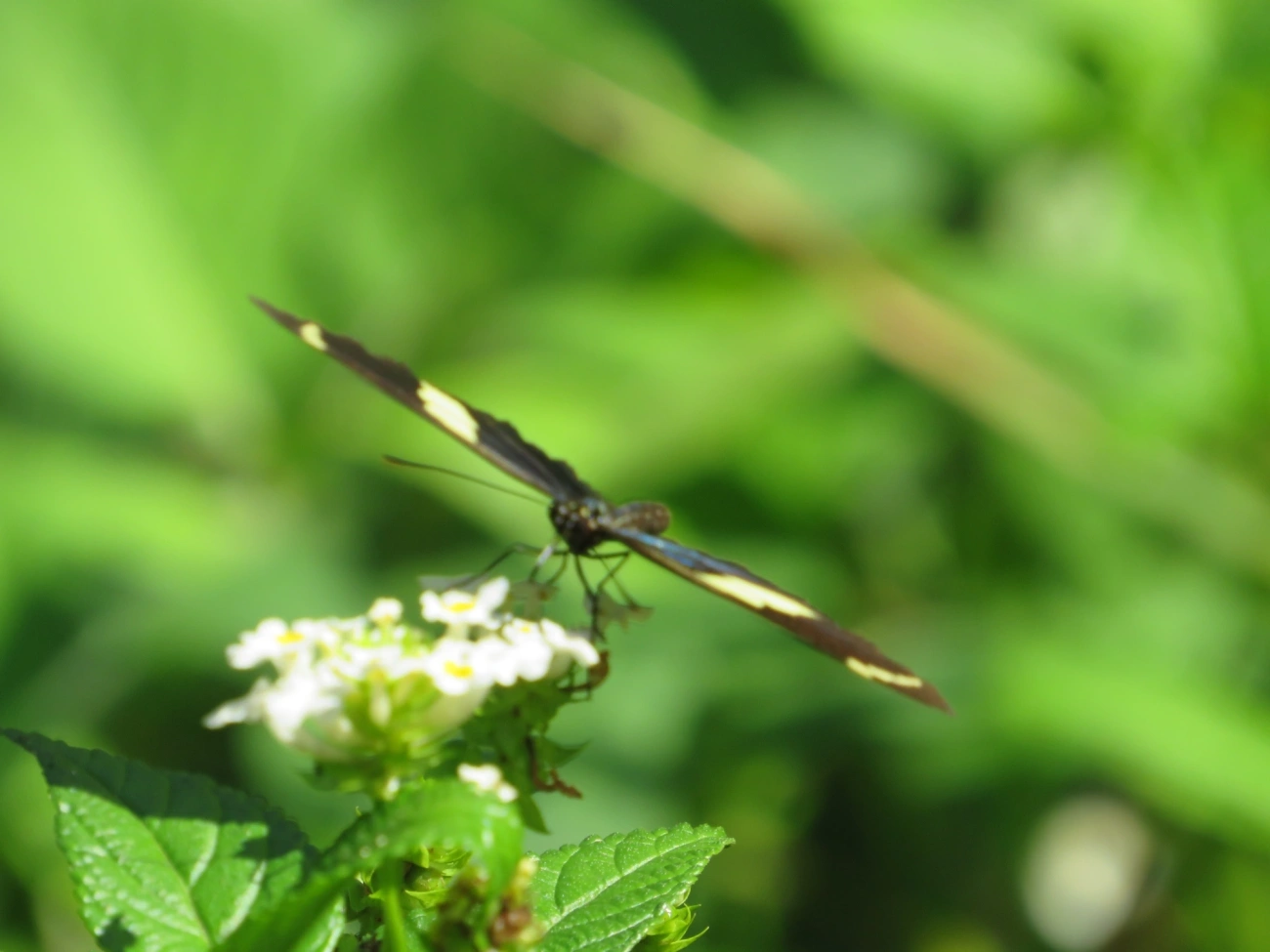 Borboleta-sara (Heliconius sara), insetos, fotografado em Maresias, São Sebastião