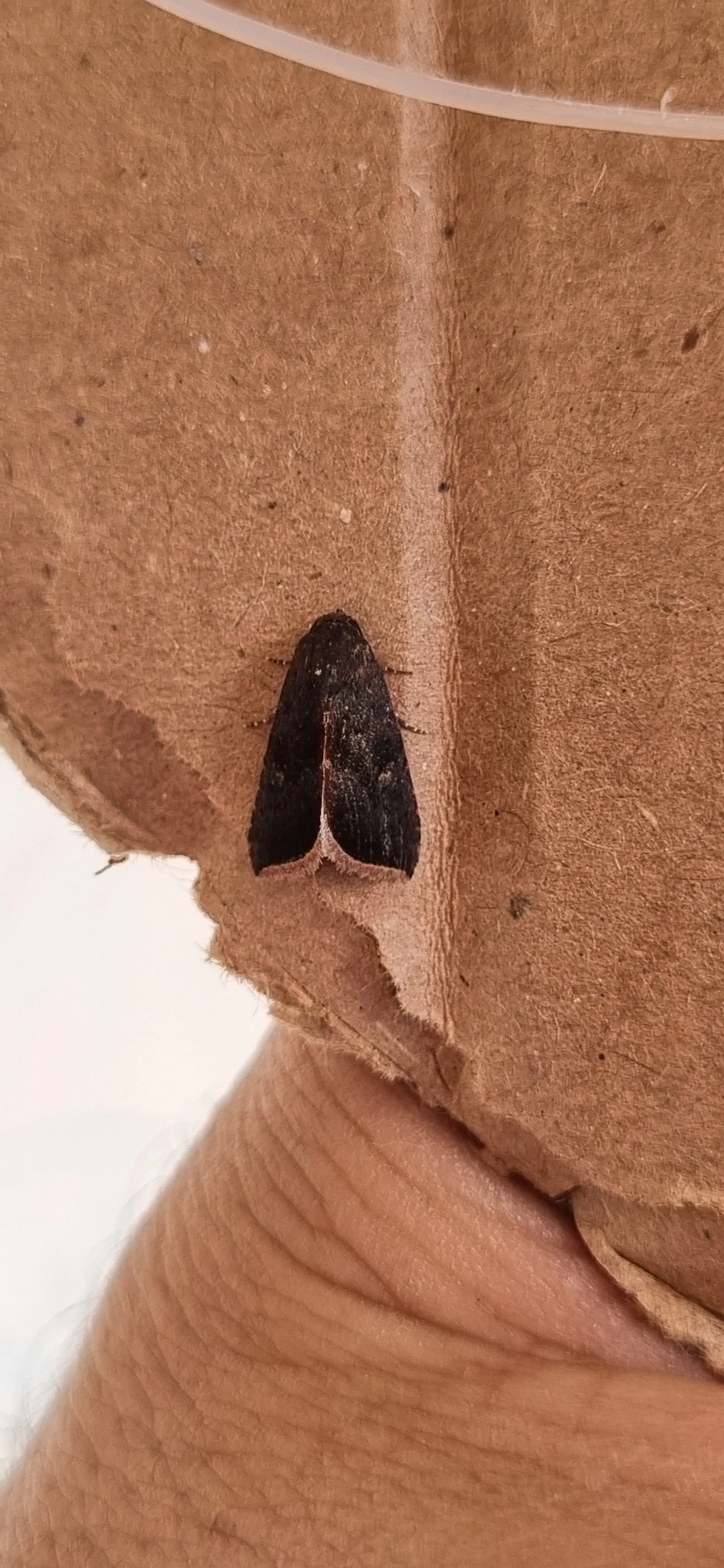 Micrathetis canifimbria, insetos, fotografado em Maresias, São Sebastião