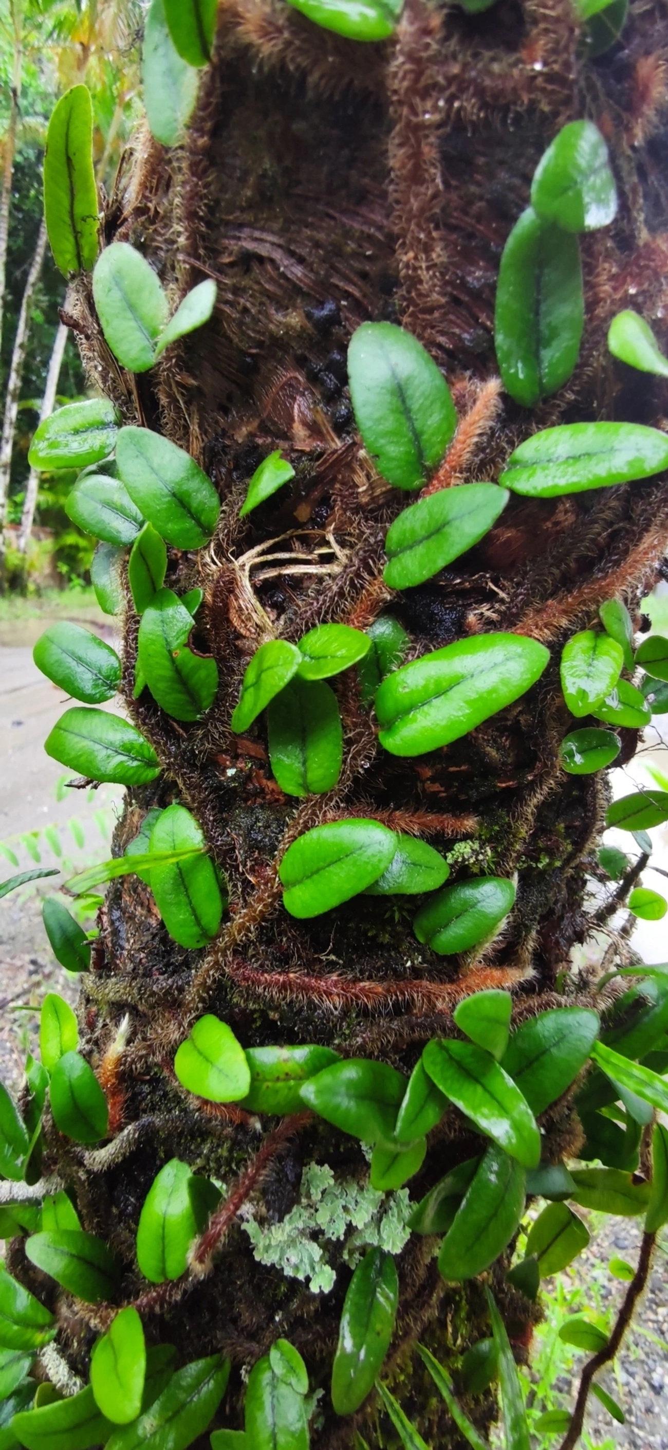 Microgramma, plantas, fotografado em Maresias, São Sebastião