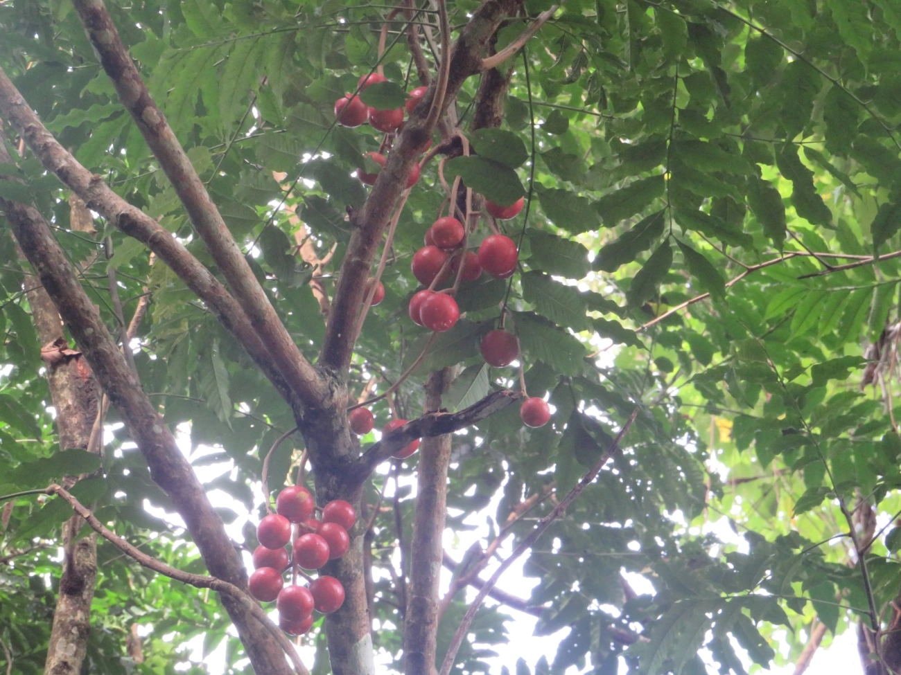 Canjerana (Cabralea canjerana), plantas, fotografado em Maresias, São Sebastião