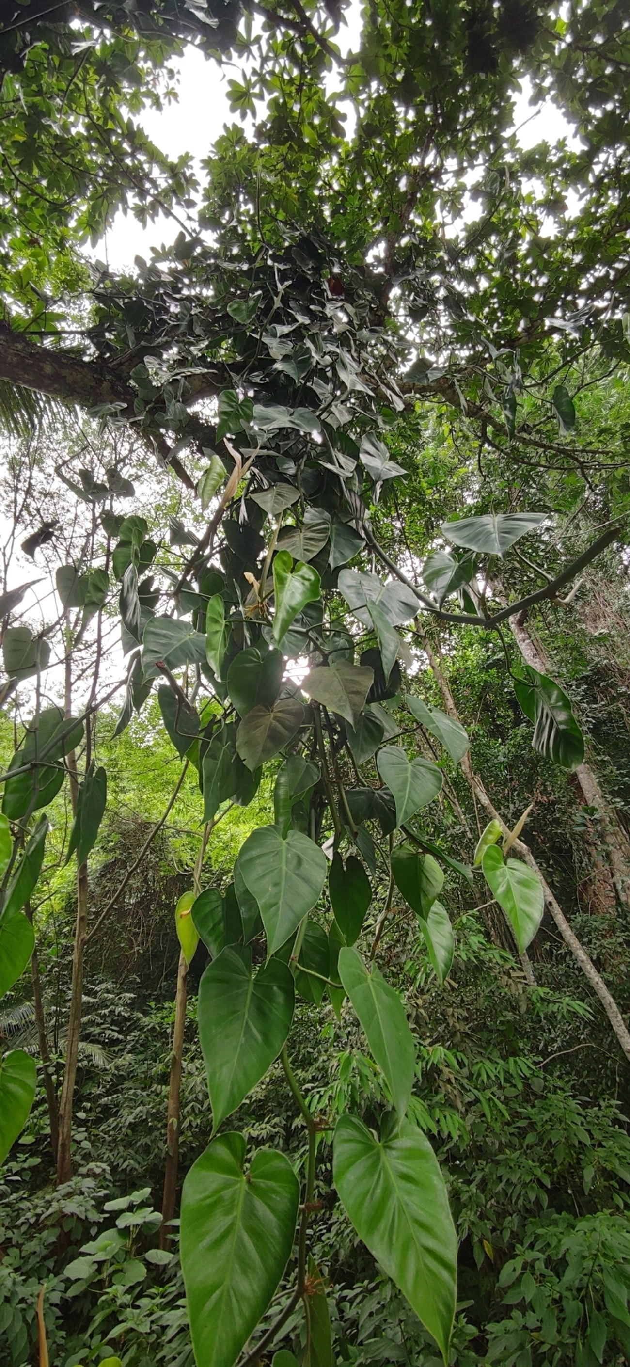 Filodendro-coração (Philodendron hederaceum), plantas, fotografado em Paúba, São Sebastião