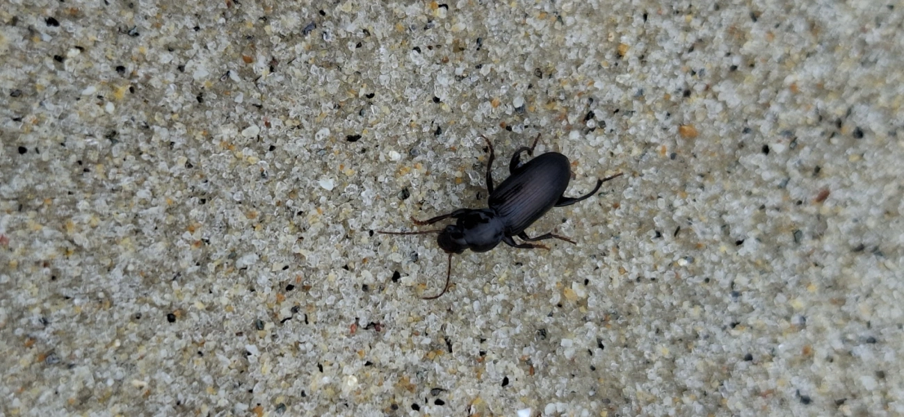 Trichopselaphus, insetos, fotografado em Maresias, São Sebastião