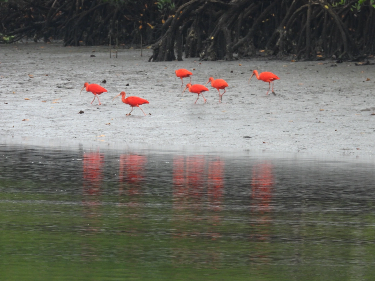 Guará (Eudocimus ruber), aves, fotografado em Cananéia