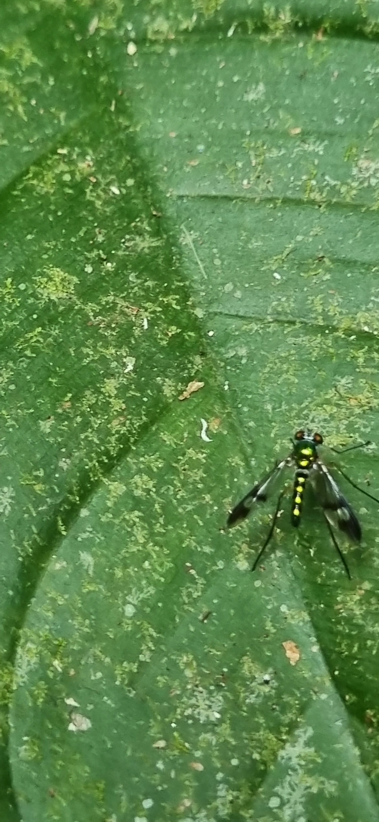 Moscas-de-pernas-longas (Condylostylus), insetos, fotografado em Paúba, São Sebastião