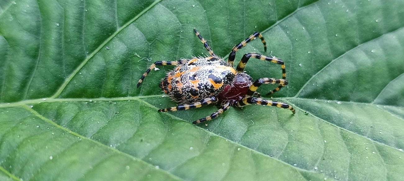 Alpaida alticeps, aracnídeos, fotografado em Maresias, São Sebastião