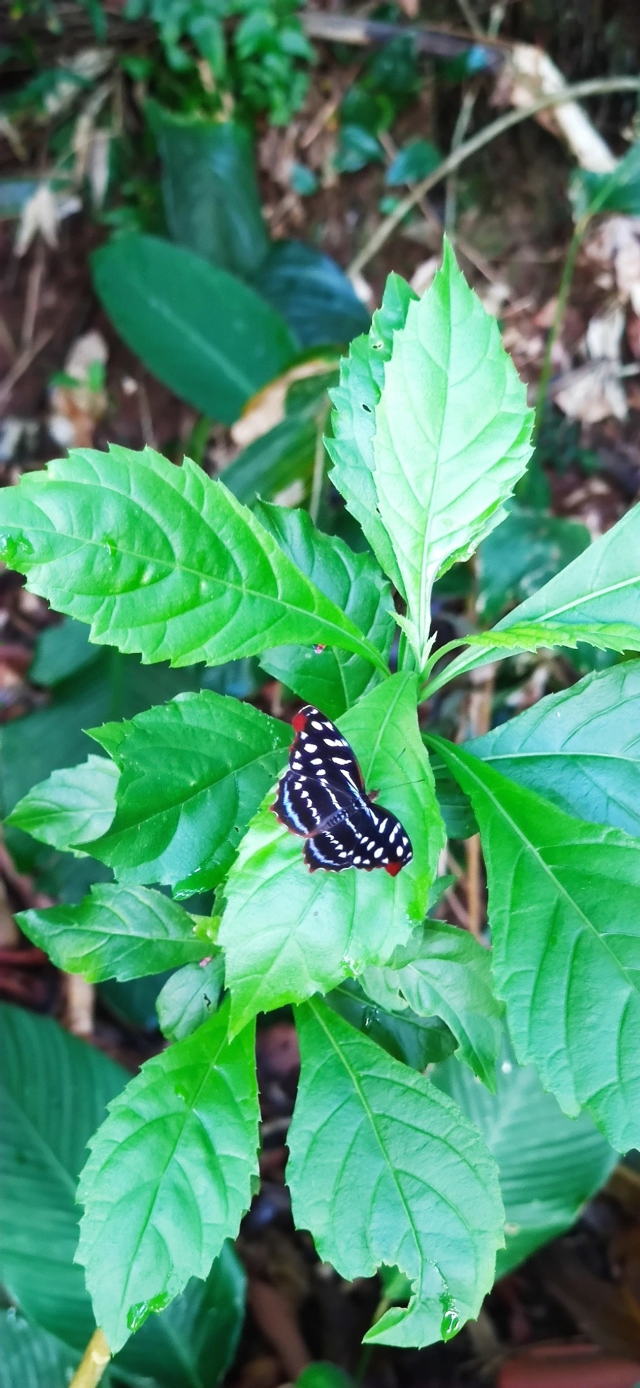 Asa-azul-de-orsis (Myscelia orsis), insetos, fotografado em Caraguatatuba