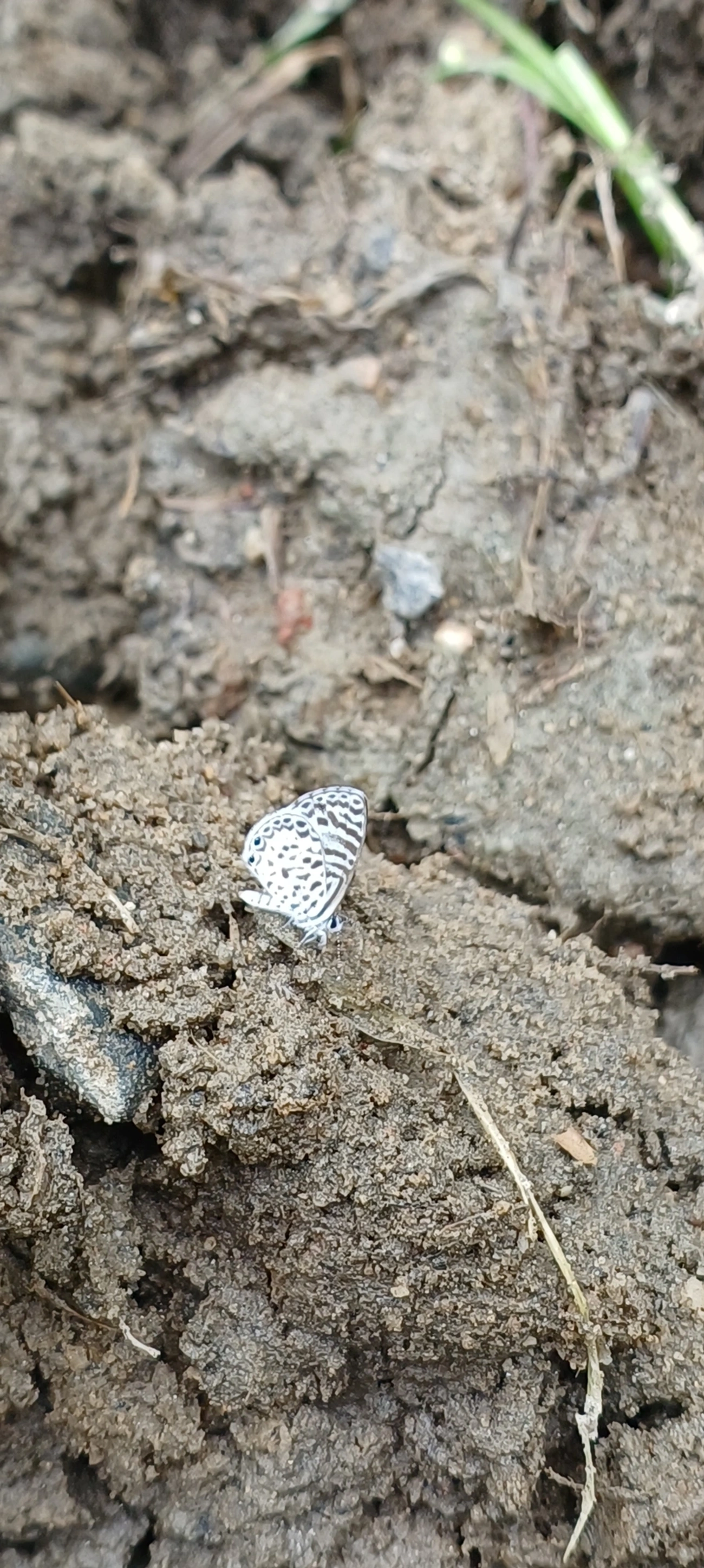 Borboleta-emília (Leptotes cassius), insetos, fotografado em Maresias, São Sebastião