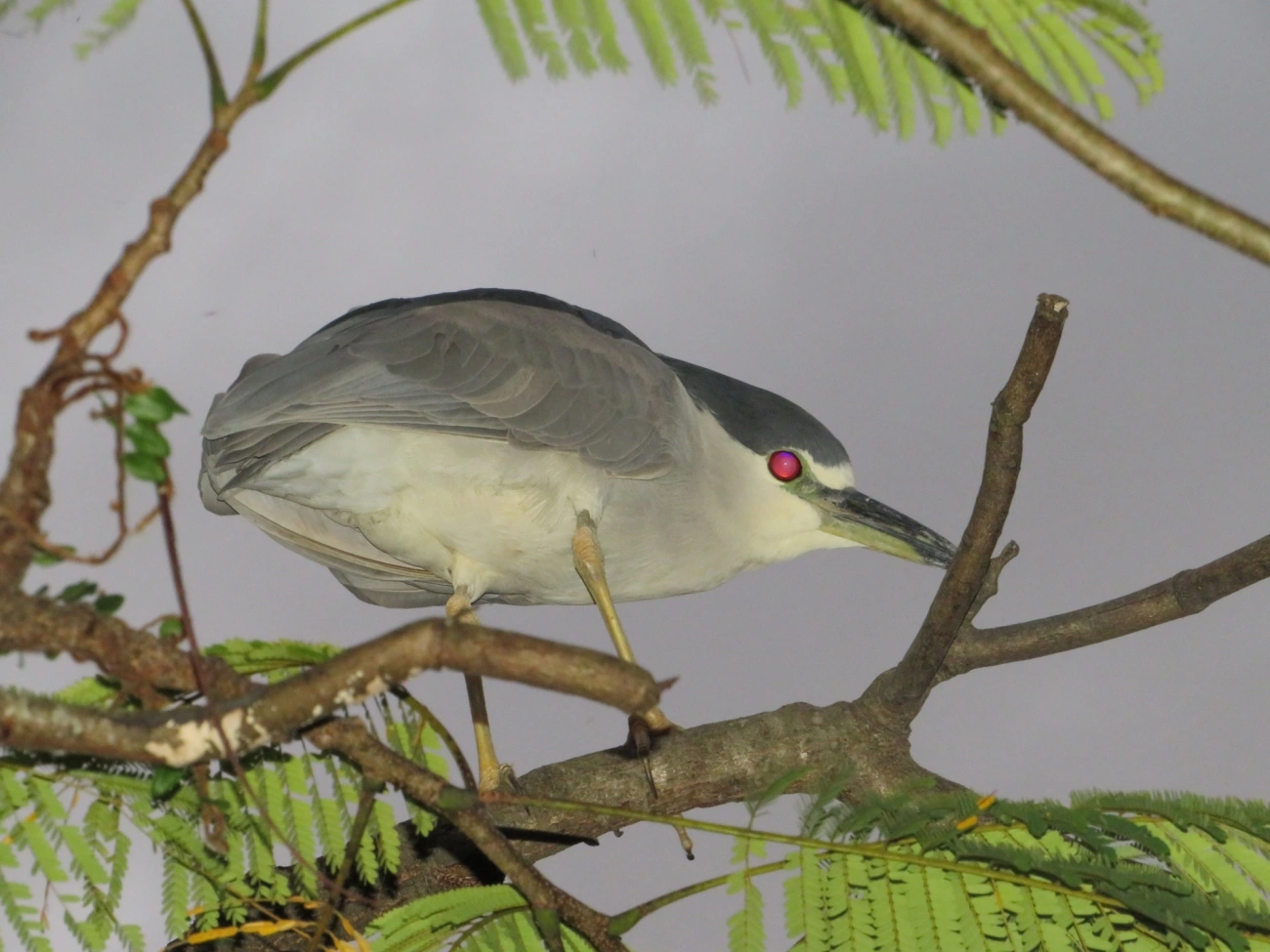 Socó-dorminhoco (Nycticorax nycticorax), aves, fotografado em Caraguatatuba
