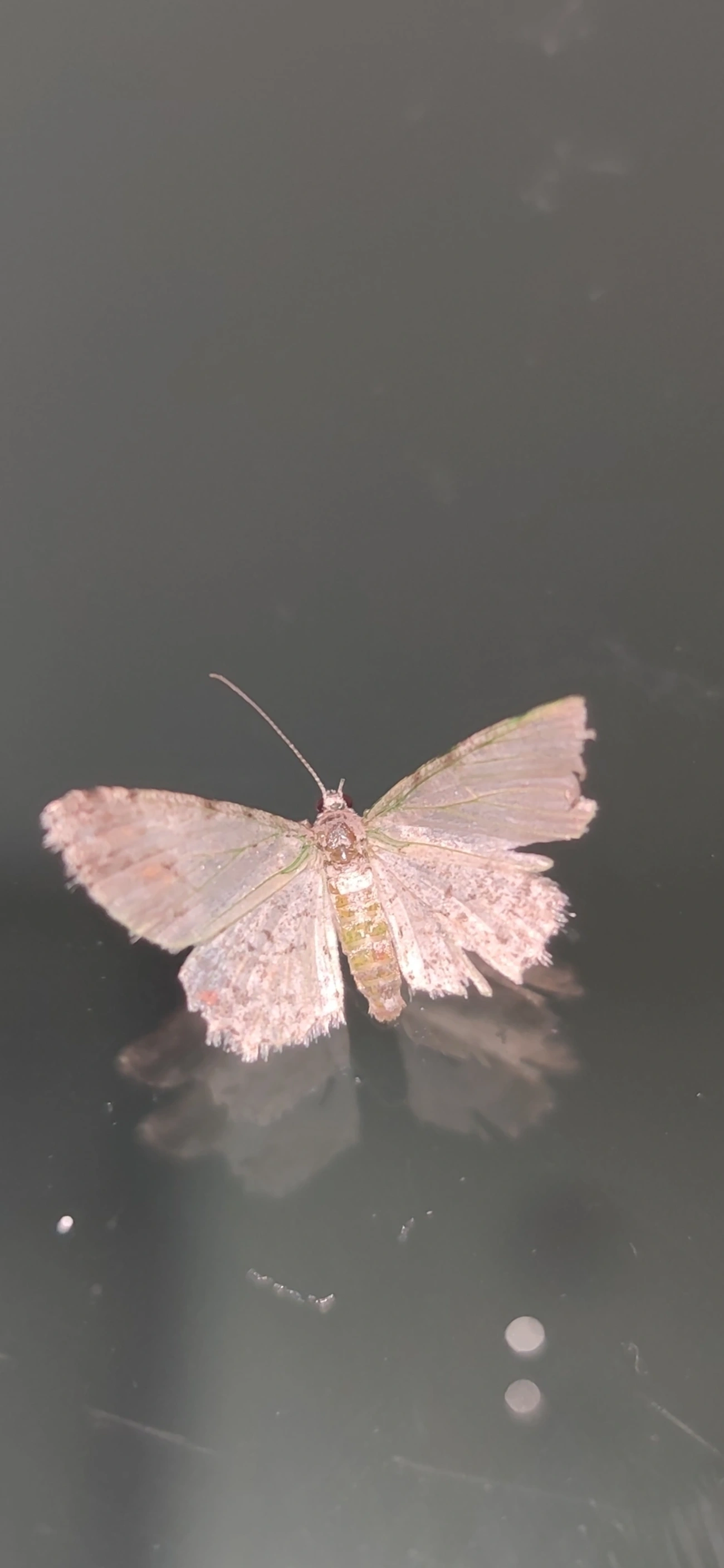 Mede-palmos (Geometridae), insetos, fotografado em Maresias, São Sebastião