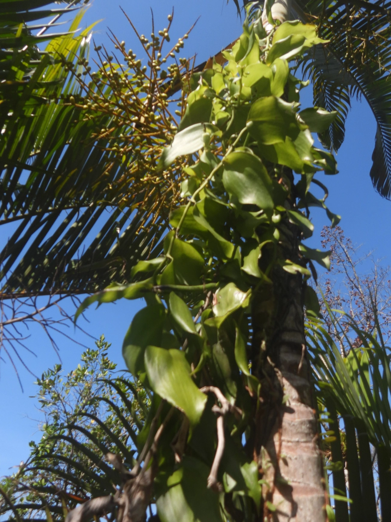 Baunilha (Vanilla arcuata), plantas, fotografado em Maresias, São Sebastião