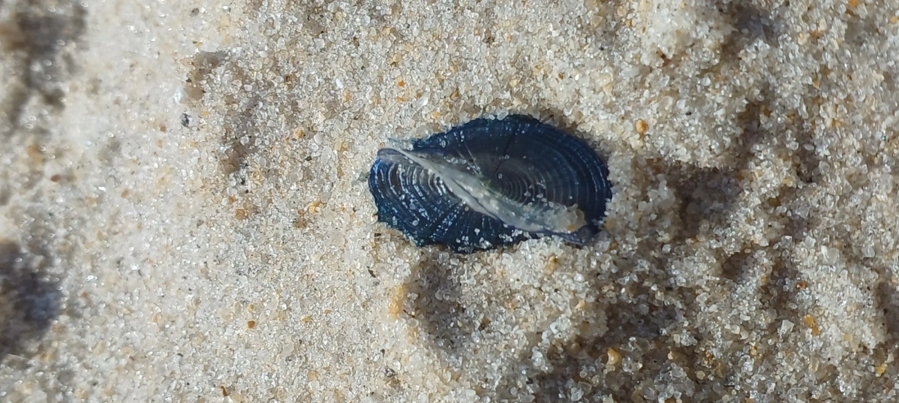 Veleiro (Velella velella), cnidários, fotografado em São Sebastião