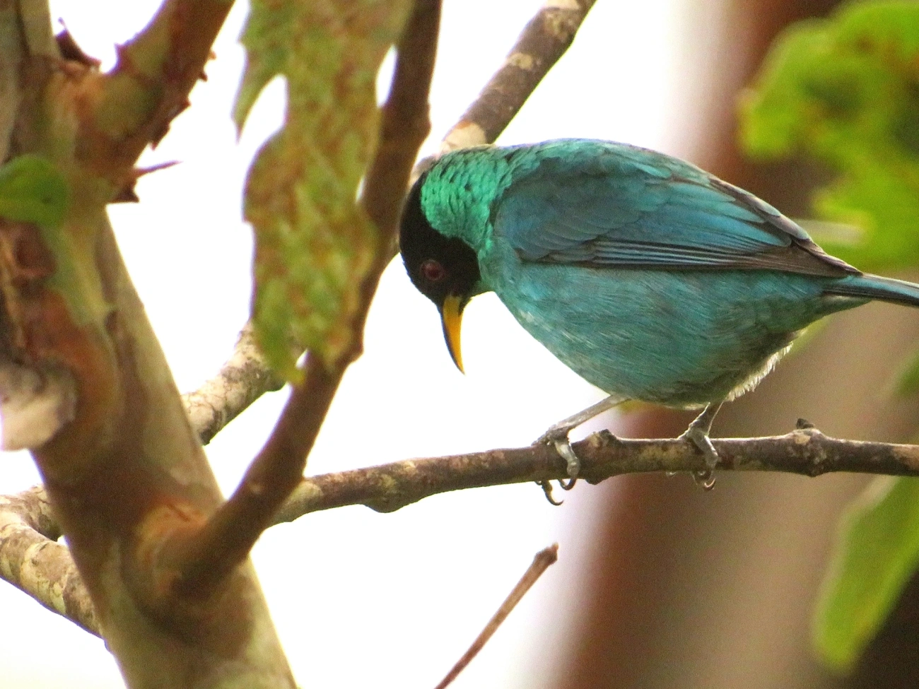 Saí-verde (Chlorophanes spiza), aves, fotografado em Maresias, São Sebastião
