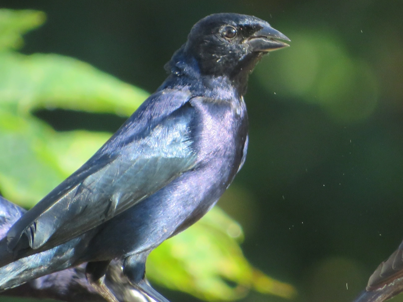 Chupim (Molothrus bonariensis), aves, fotografado em Maresias, São Sebastião