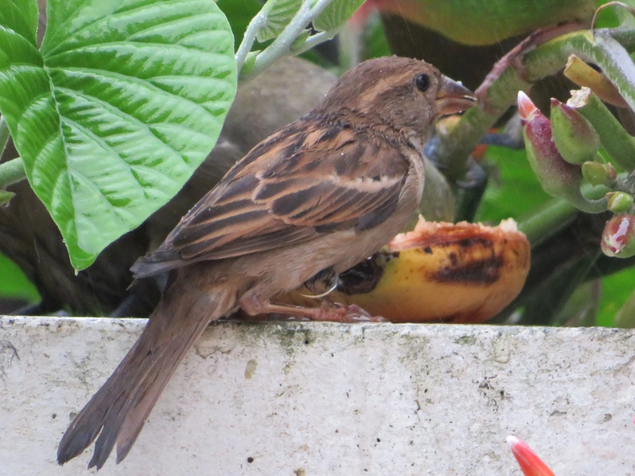 Pardal (Passer domesticus), aves, fotografado em Maresias, São Sebastião