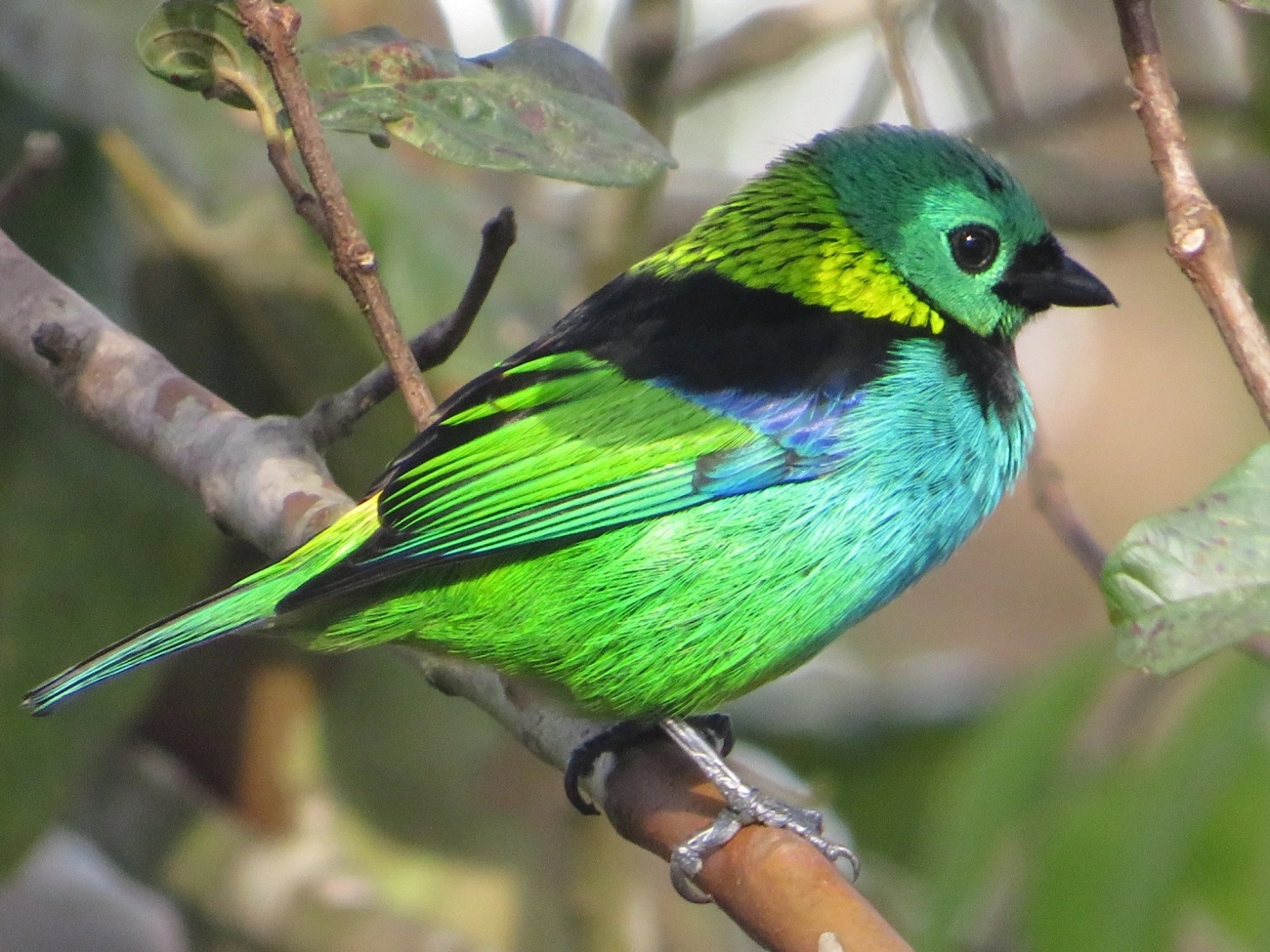 Saíra-sete-cores (Tangara seledon), aves, fotografado em Maresias, São Sebastião