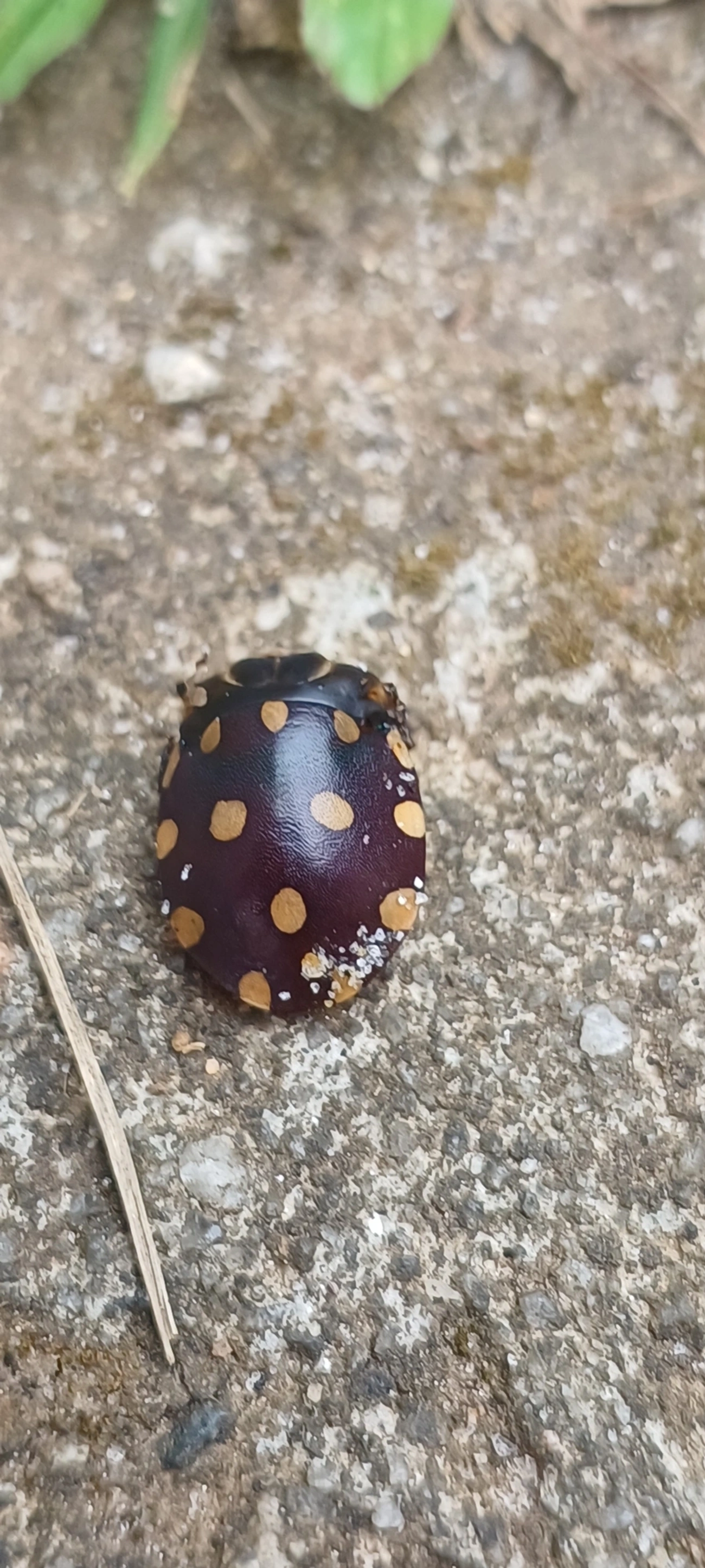 Percevejo-do-Pinhão-Manso (Pachycoris torridus), insetos, fotografado em Maresias, São Sebastião
