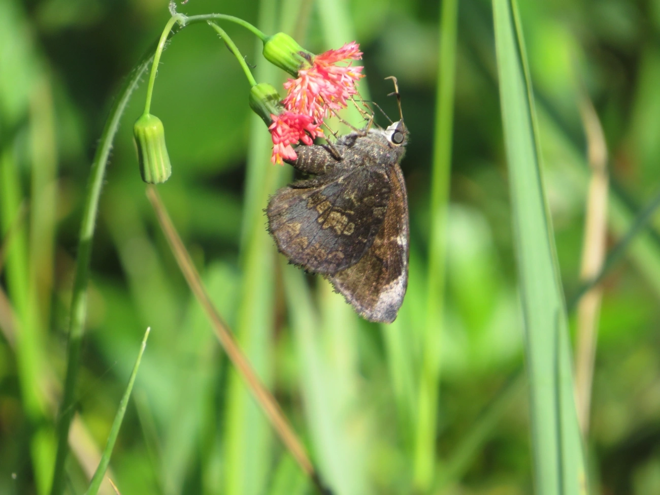 Eudaminae, insetos, fotografado em Maresias, São Sebastião