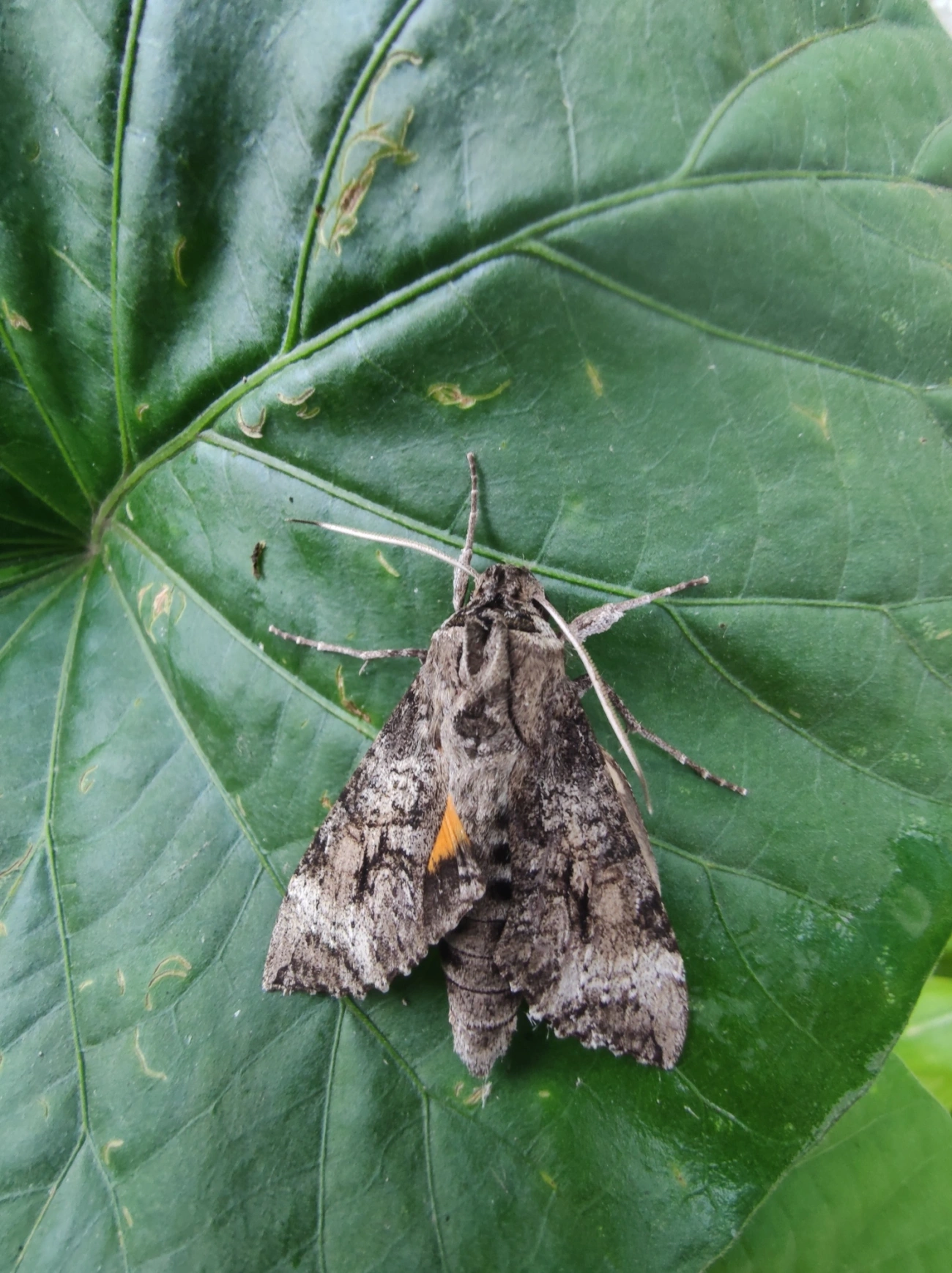 Mariposa-esfinge (Isognathus australis), insetos, fotografado em Maresias, São Sebastião