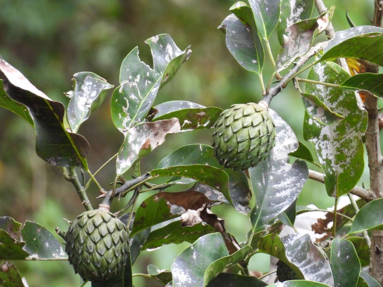 Baguaçu (Magnolia ovata), plantas, fotografado em Itamonte