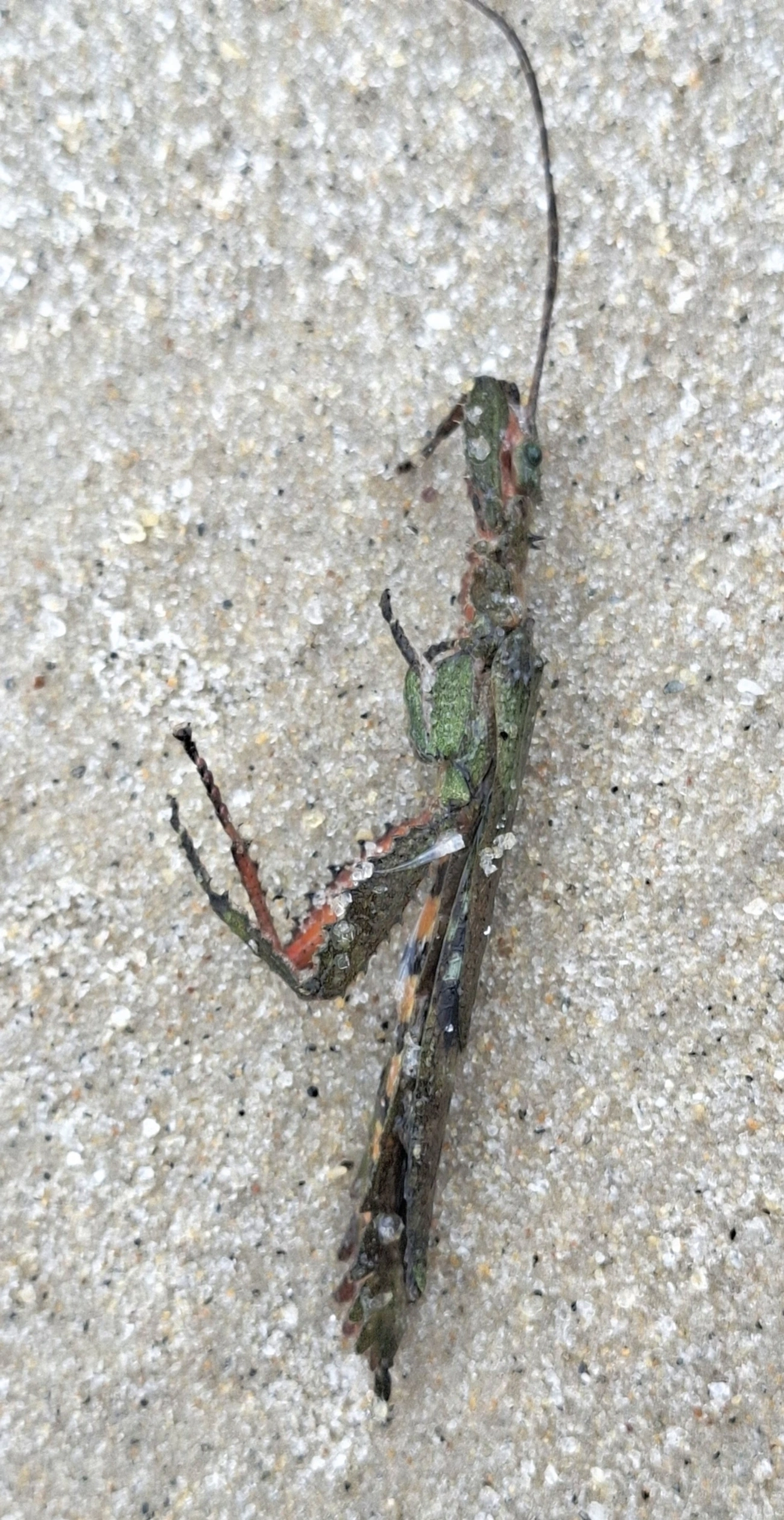 Dragão de Amboina (Prisopus sacratus), insetos, fotografado em São Sebastião