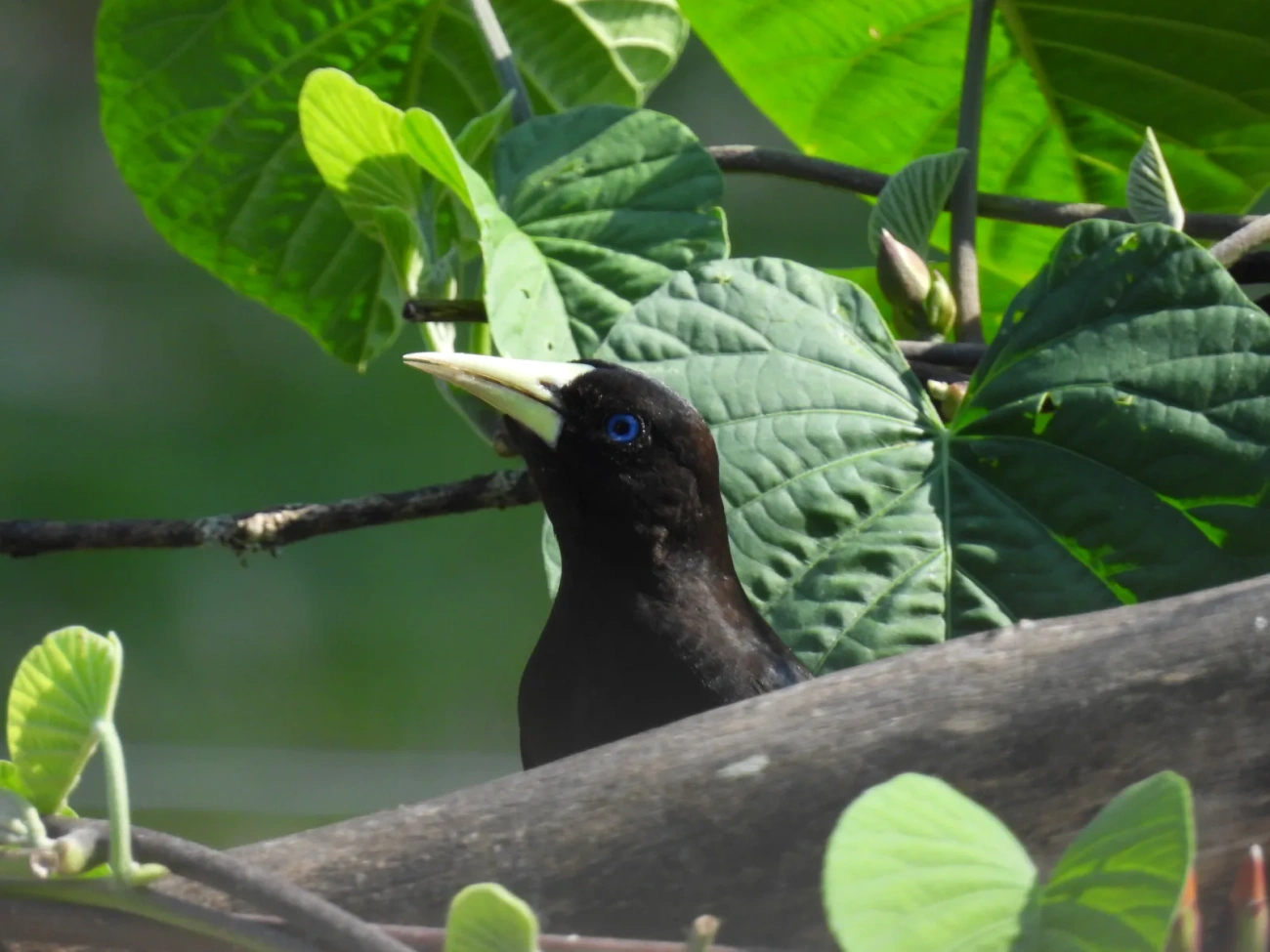 Guaxe (Cacicus haemorrhous), aves, fotografado em Maresias, São Sebastião