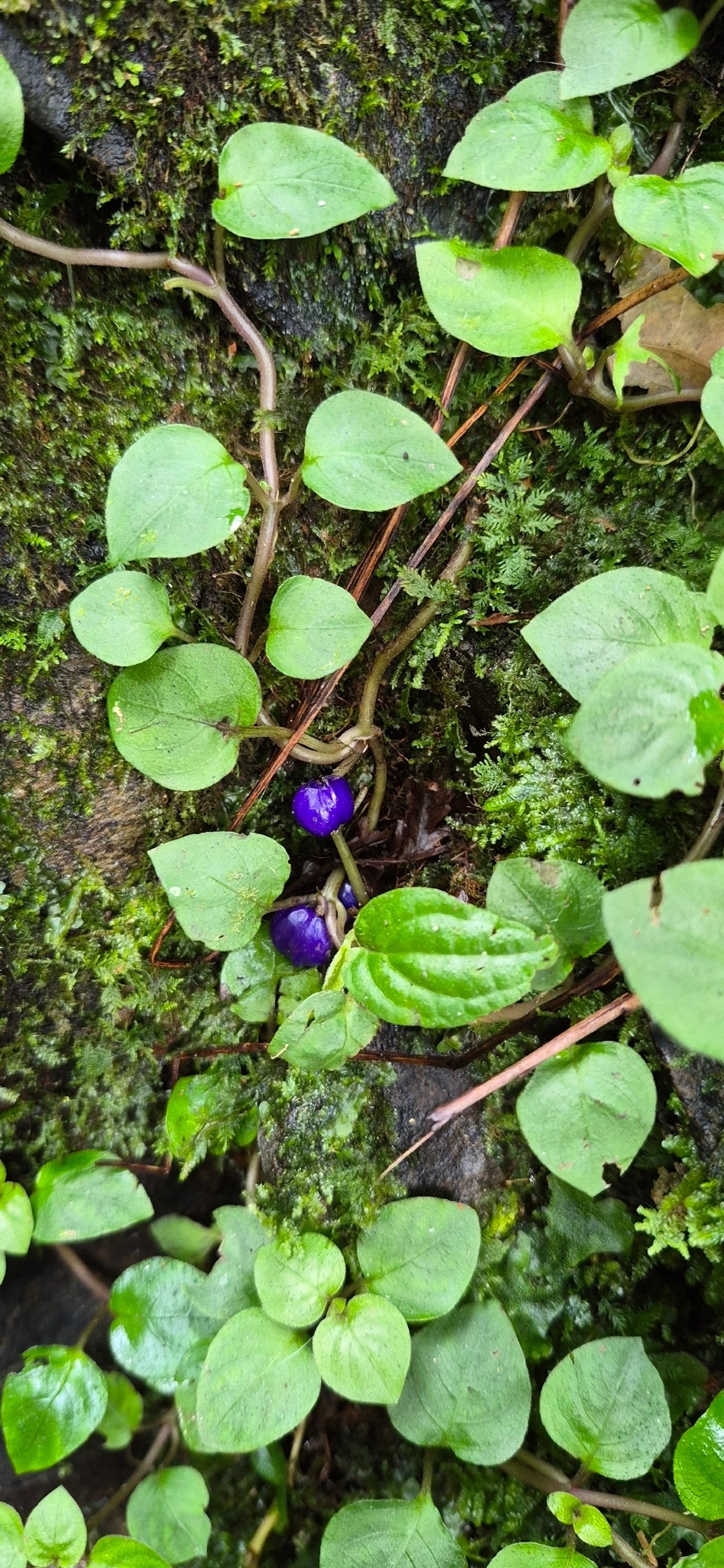 Anil (Coccocypselum geophiloides), plantas, fotografado em Camburí, São Sebastião