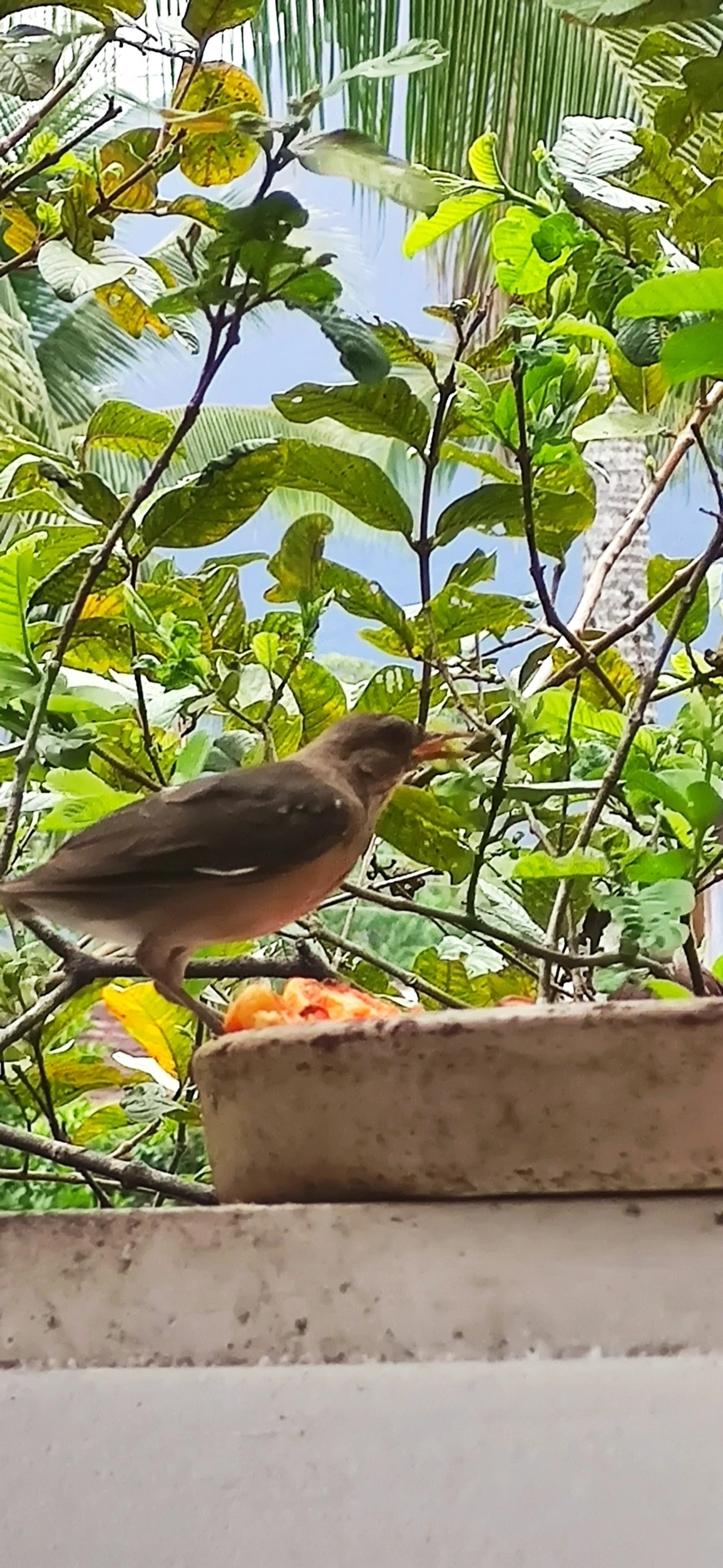 Sabiá-barranco (Turdus leucomelas), aves, fotografado em Maresias, São Sebastião