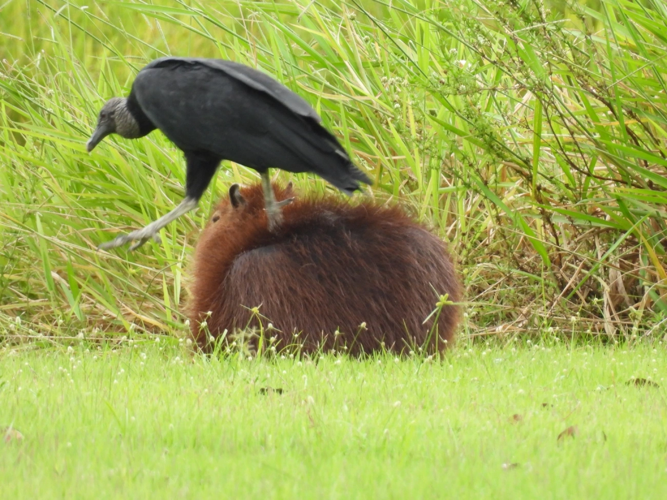 Urubu-de-cabeça-preta (Coragyps atratus), aves, fotografado em Indaiá, Caraguatatuba