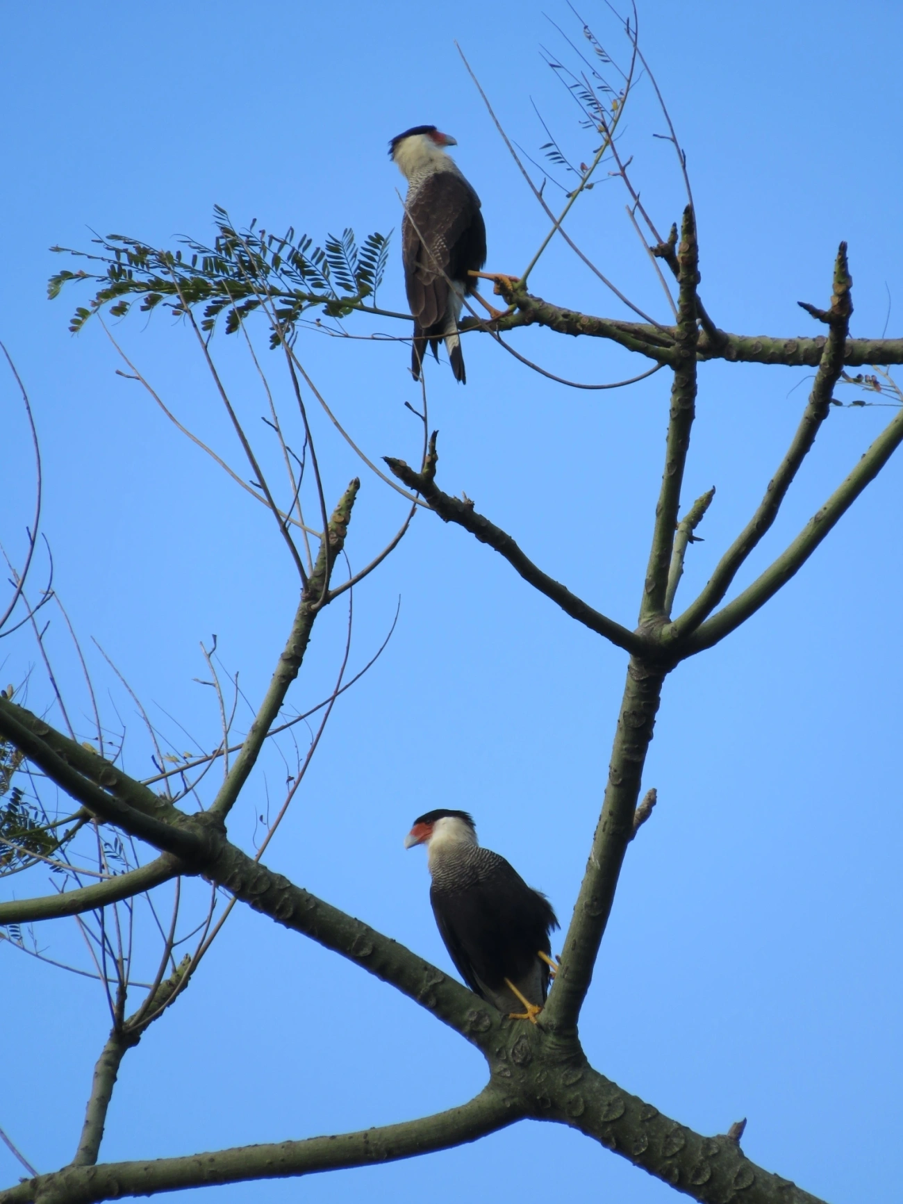Carcará (Caracara plancus), aves, fotografado em Maresias, São Sebastião