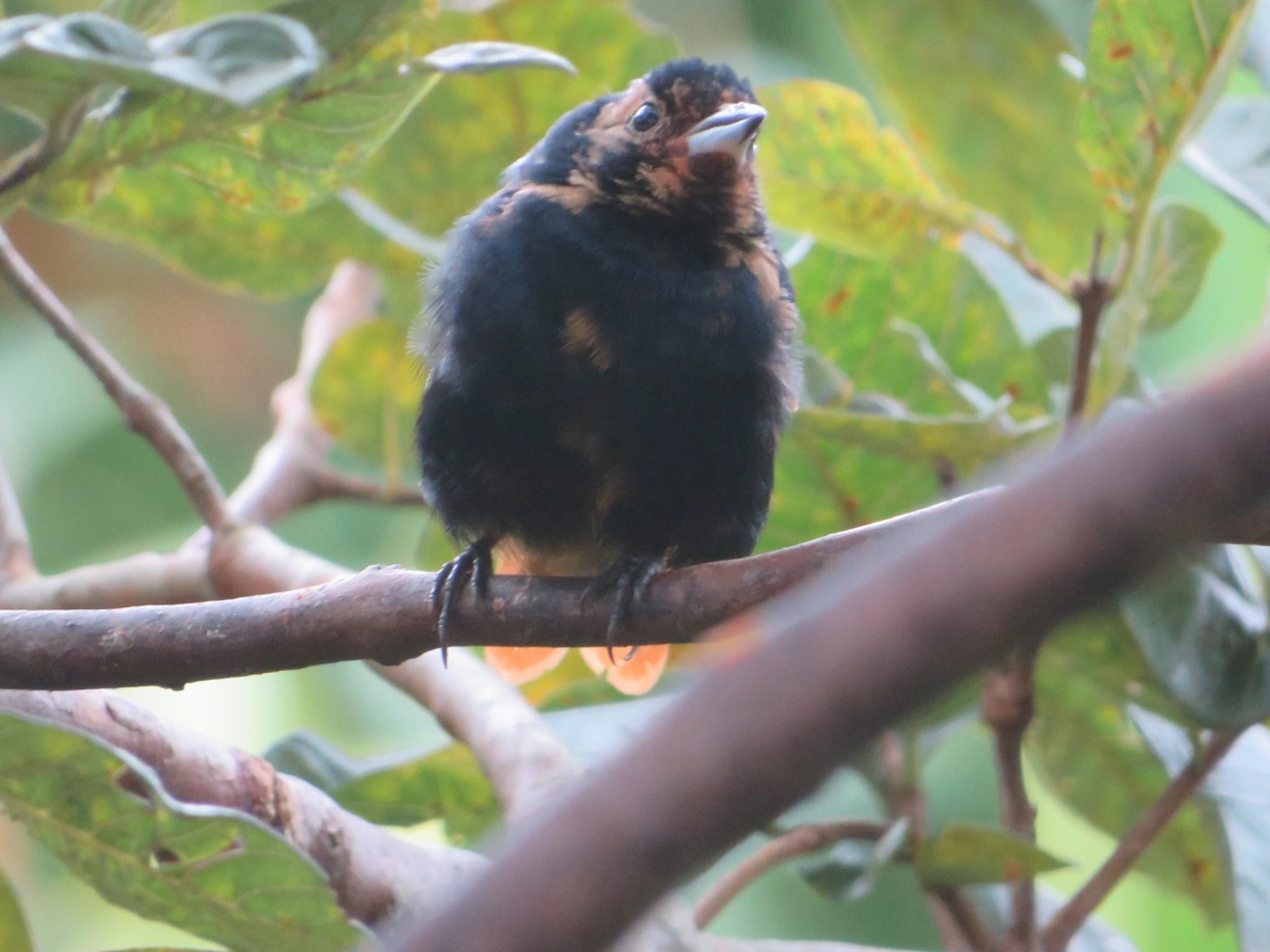 Tiê-preto (Tachyphonus coronatus), aves, fotografado em Maresias, São Sebastião